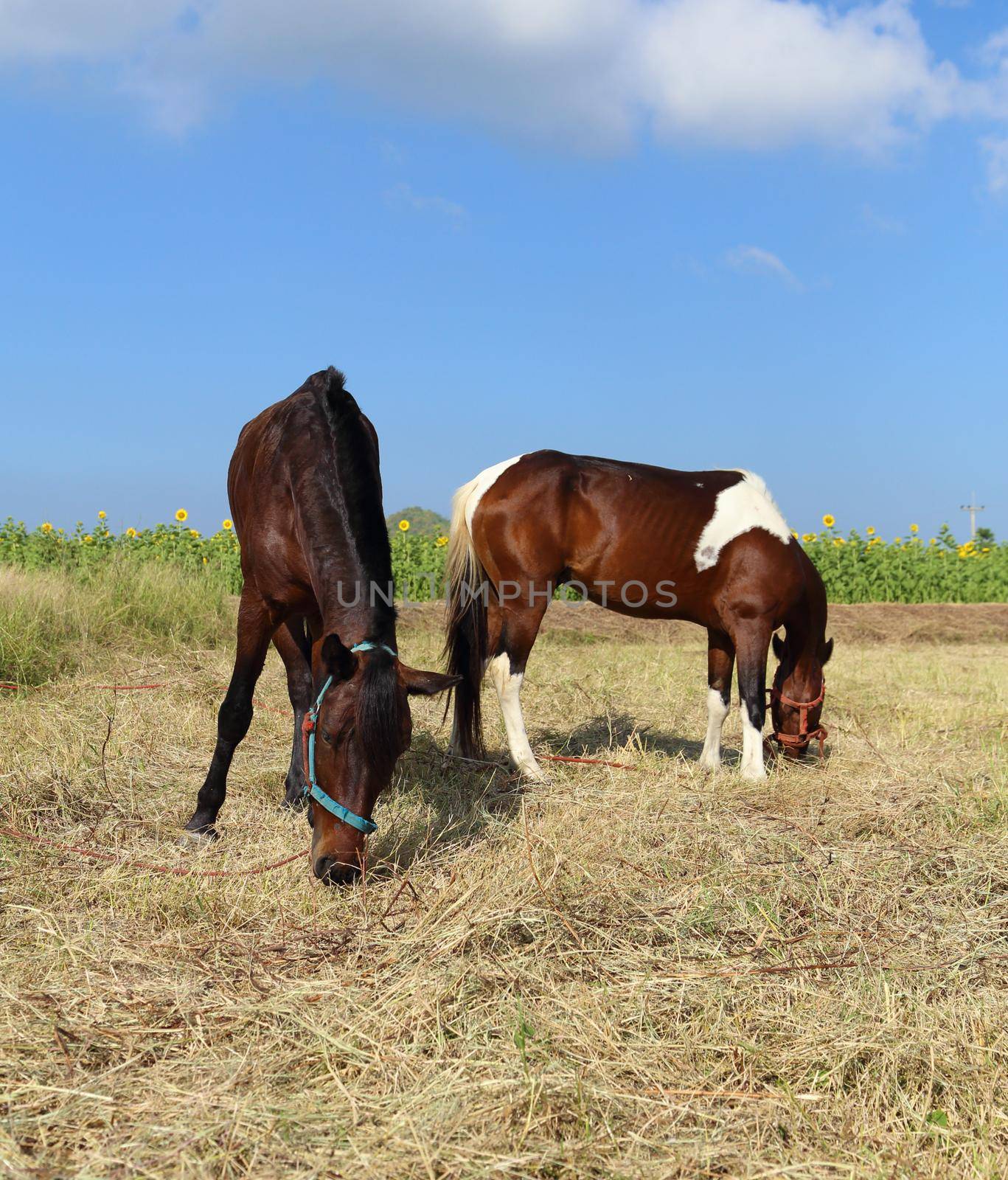 Horses grazing grass in the grass field