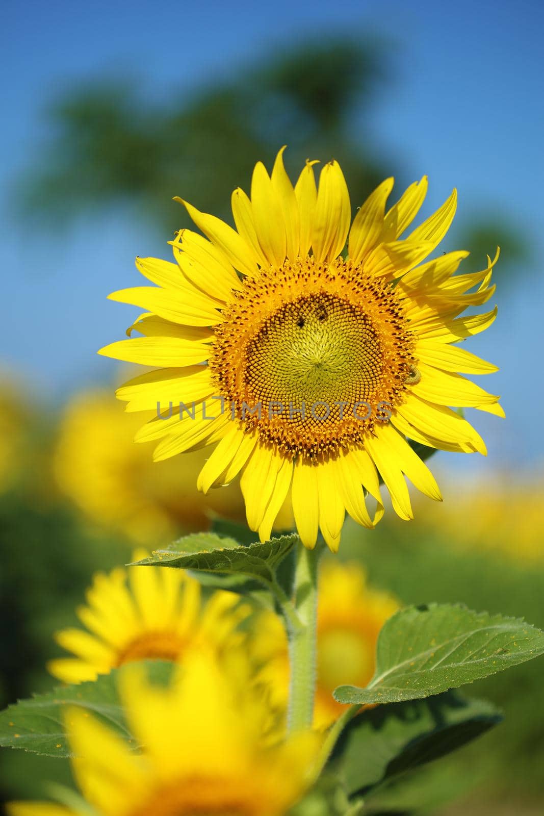 sunflower in field with the blue sky