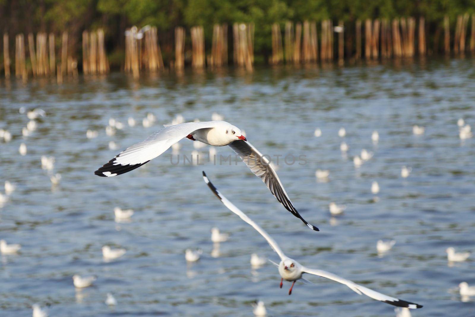 Seagull flying at Bang Pu beach, Thailand