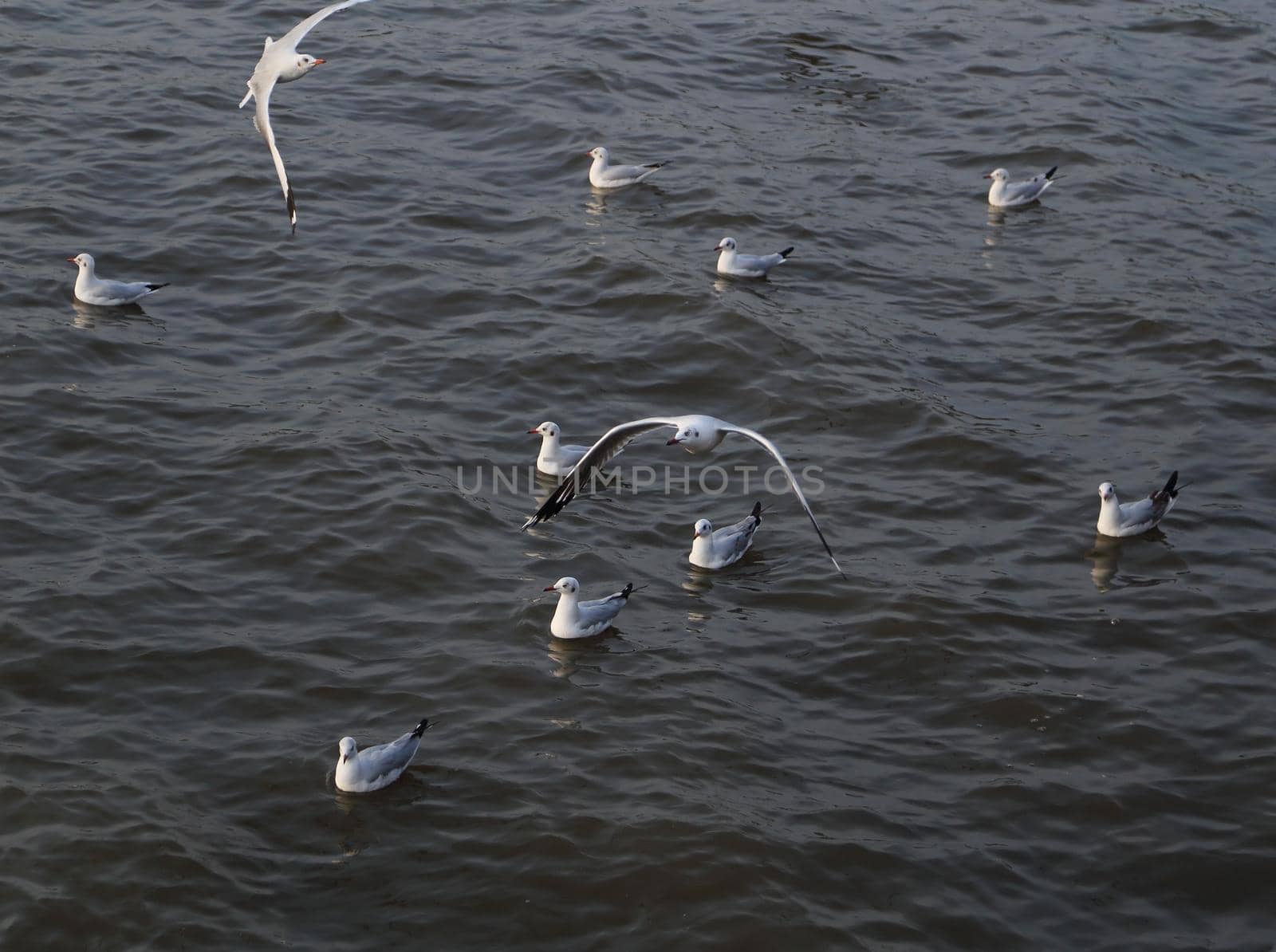 Seagull swimming on the sea at Bang Pu beach, Thailand