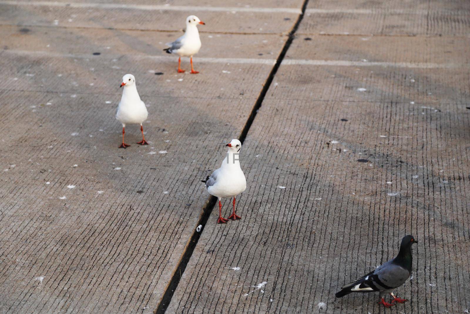 Seagull resting by geargodz