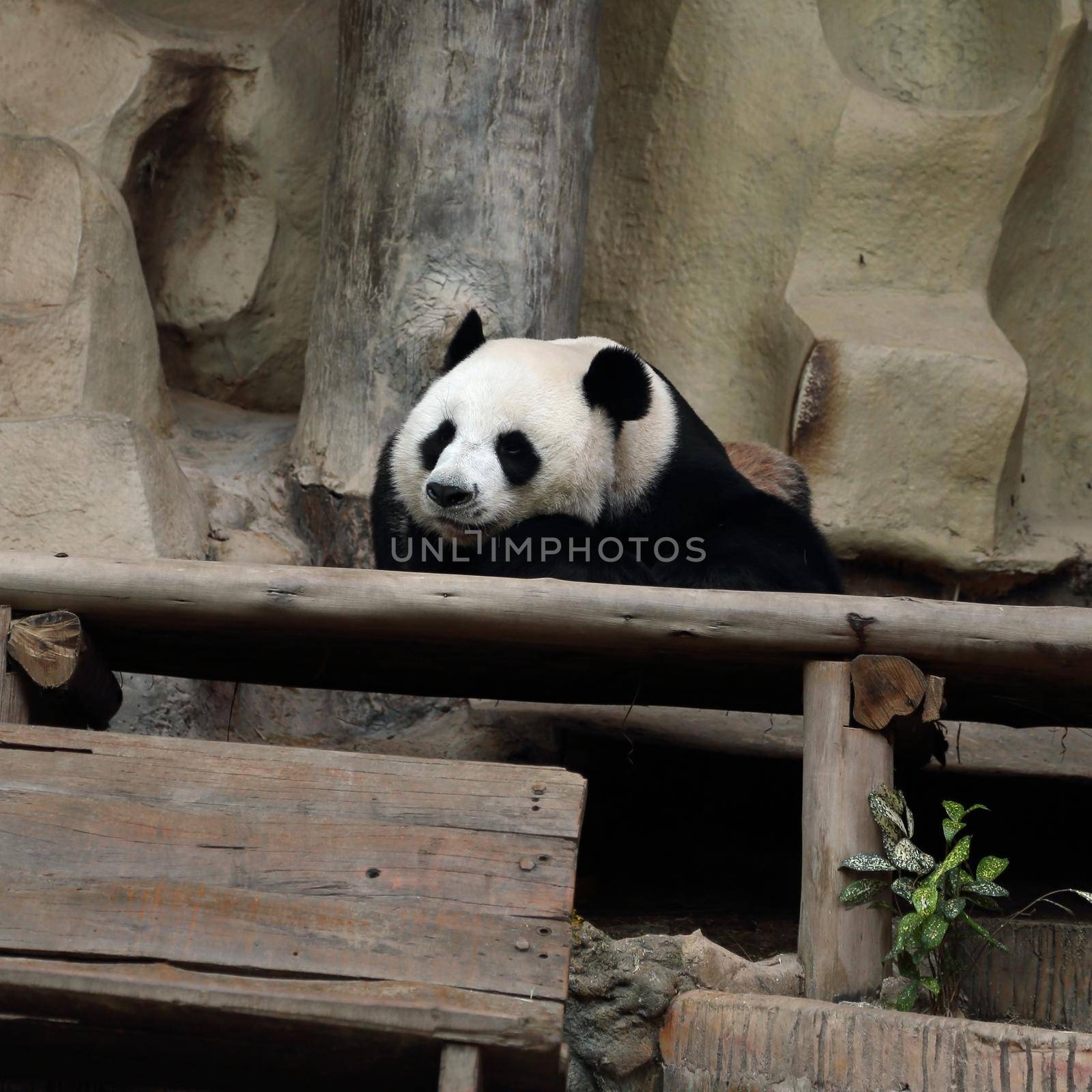 panda bear resting in the zoo