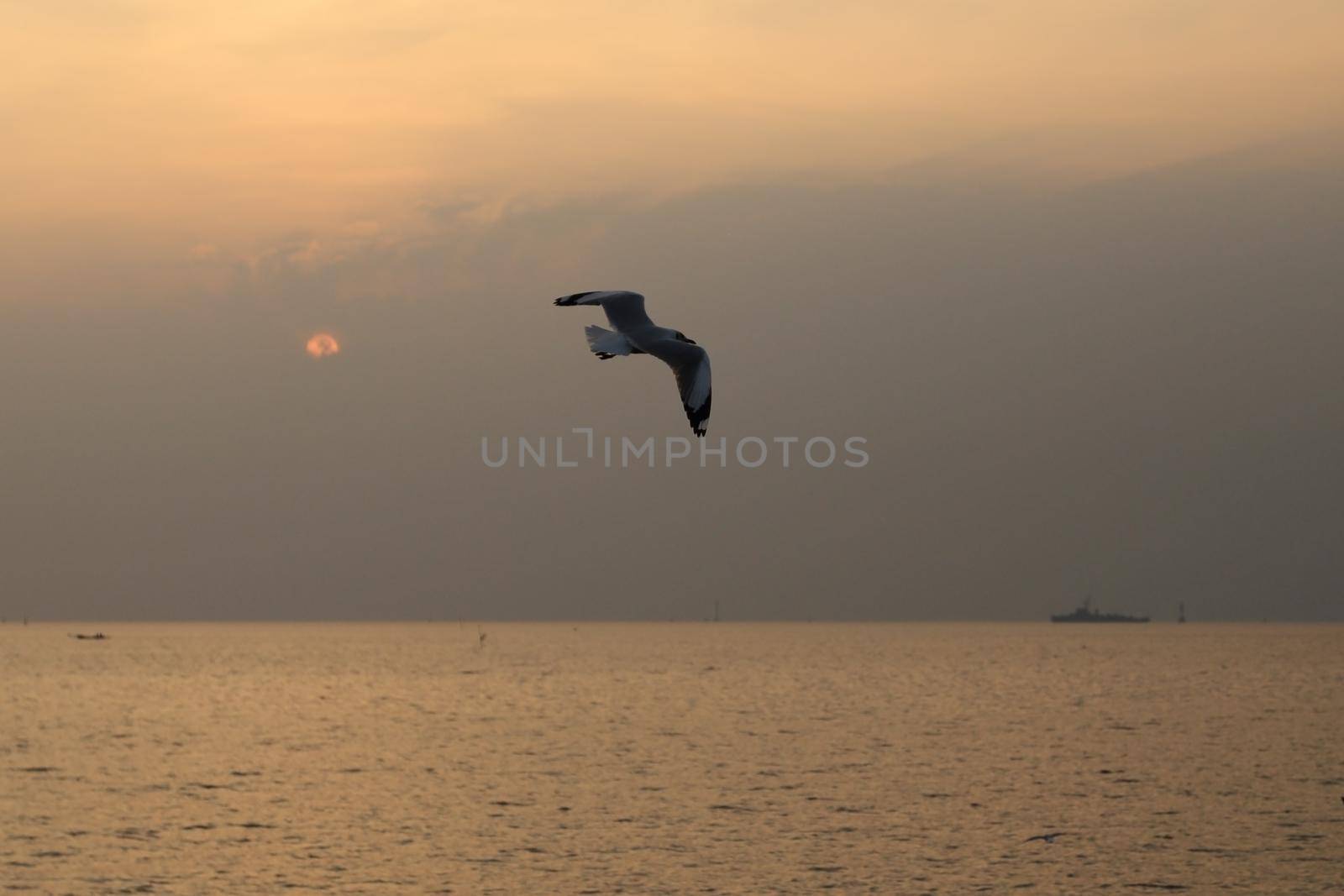 Seagull with sunset at Bang Pu beach, Thailand