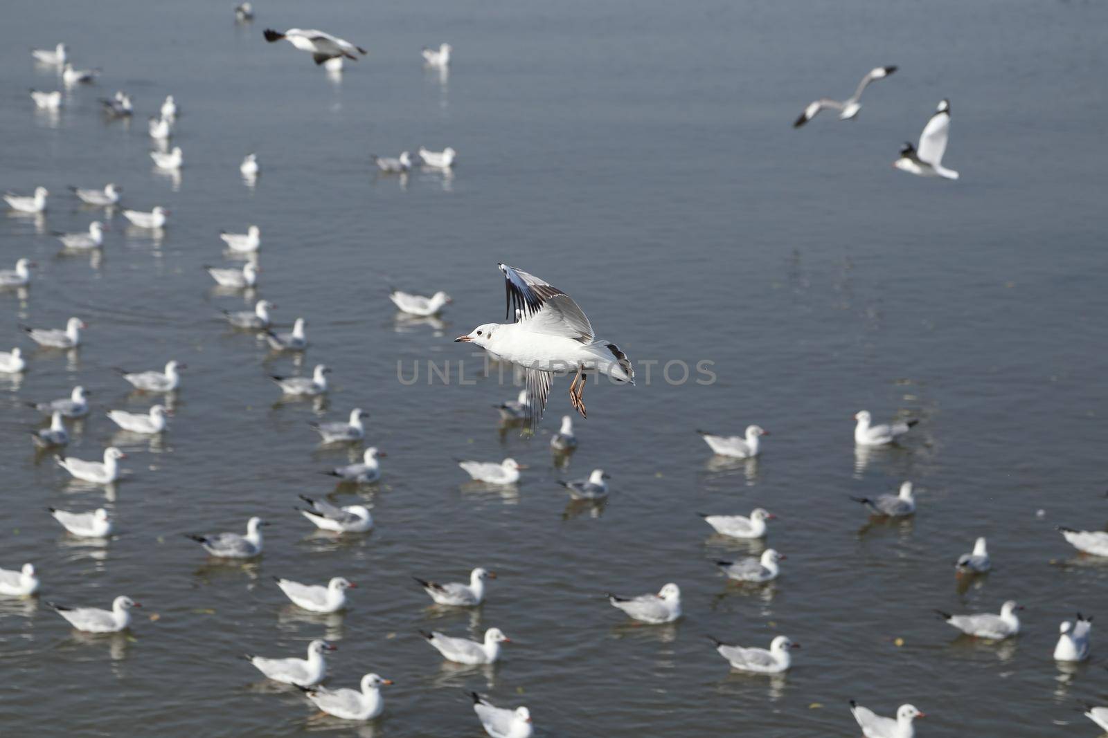 Seagull flying at Bang Pu beach, Thailand