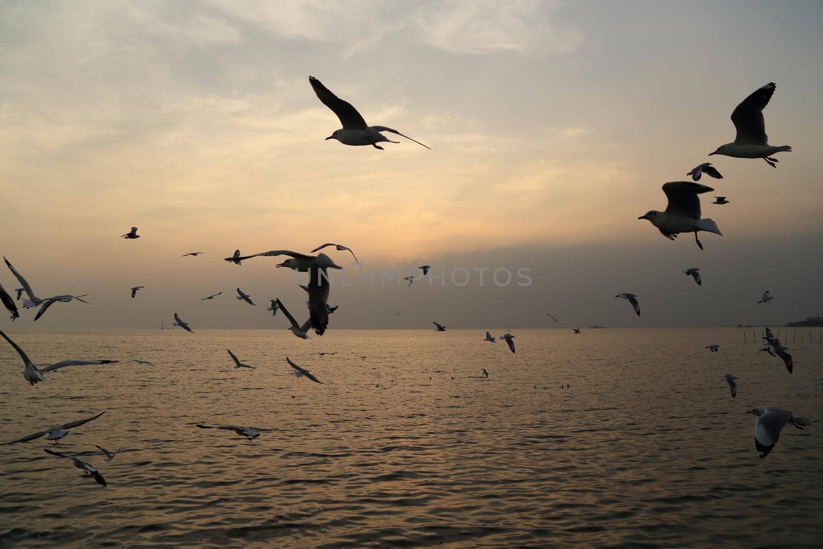 Seagull with sunset at Bang Pu beach by geargodz