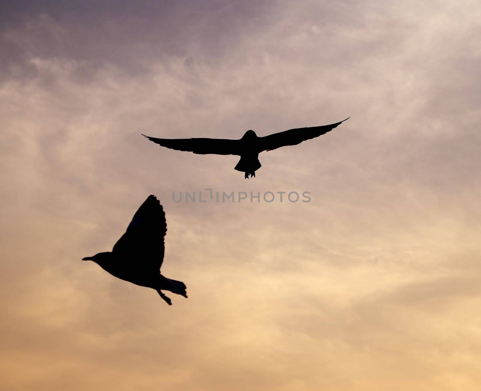 Seagull with sunset at Bang Pu beach by geargodz