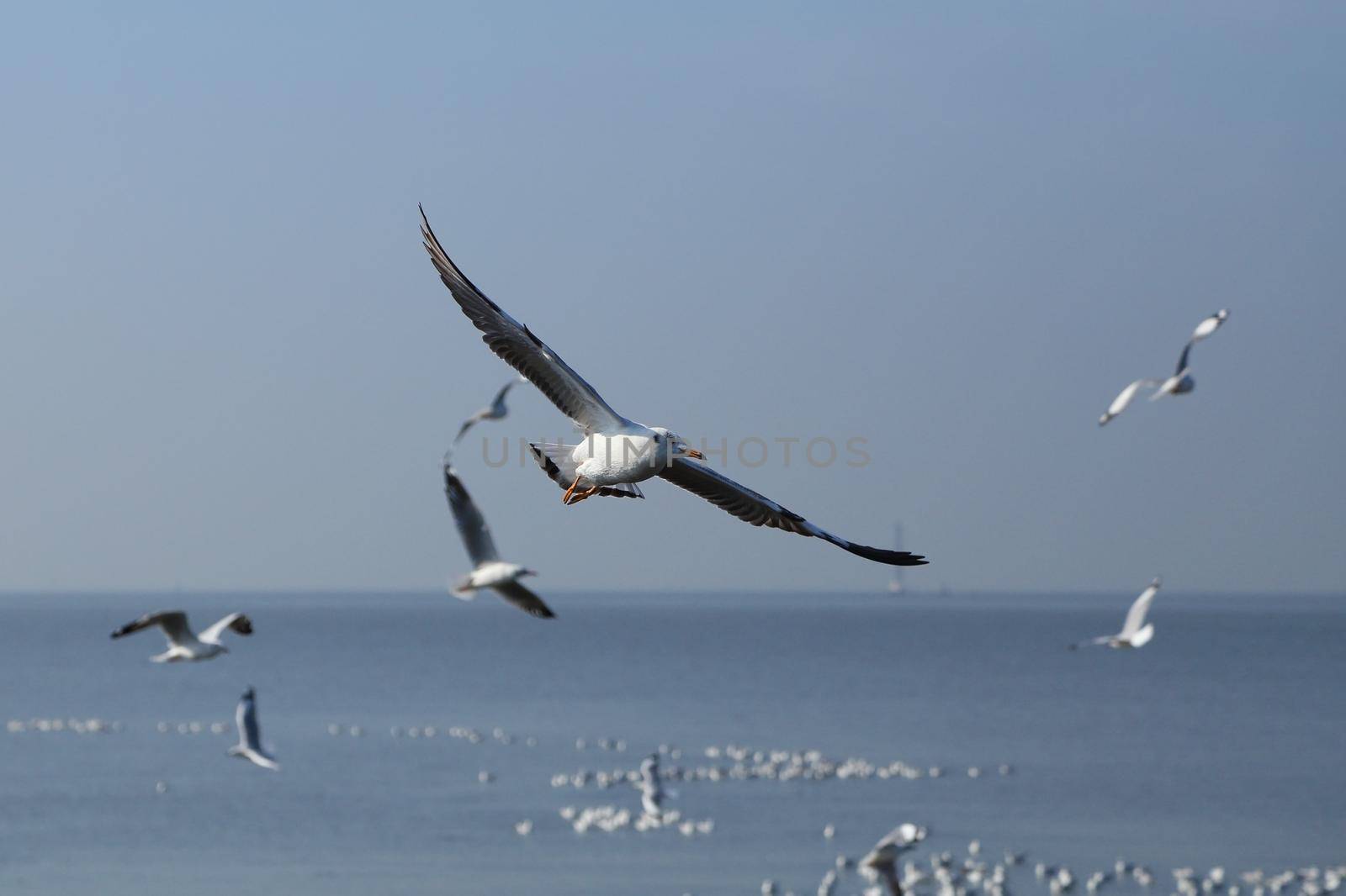 Seagull flying under the sky at Bang Pu beach by geargodz