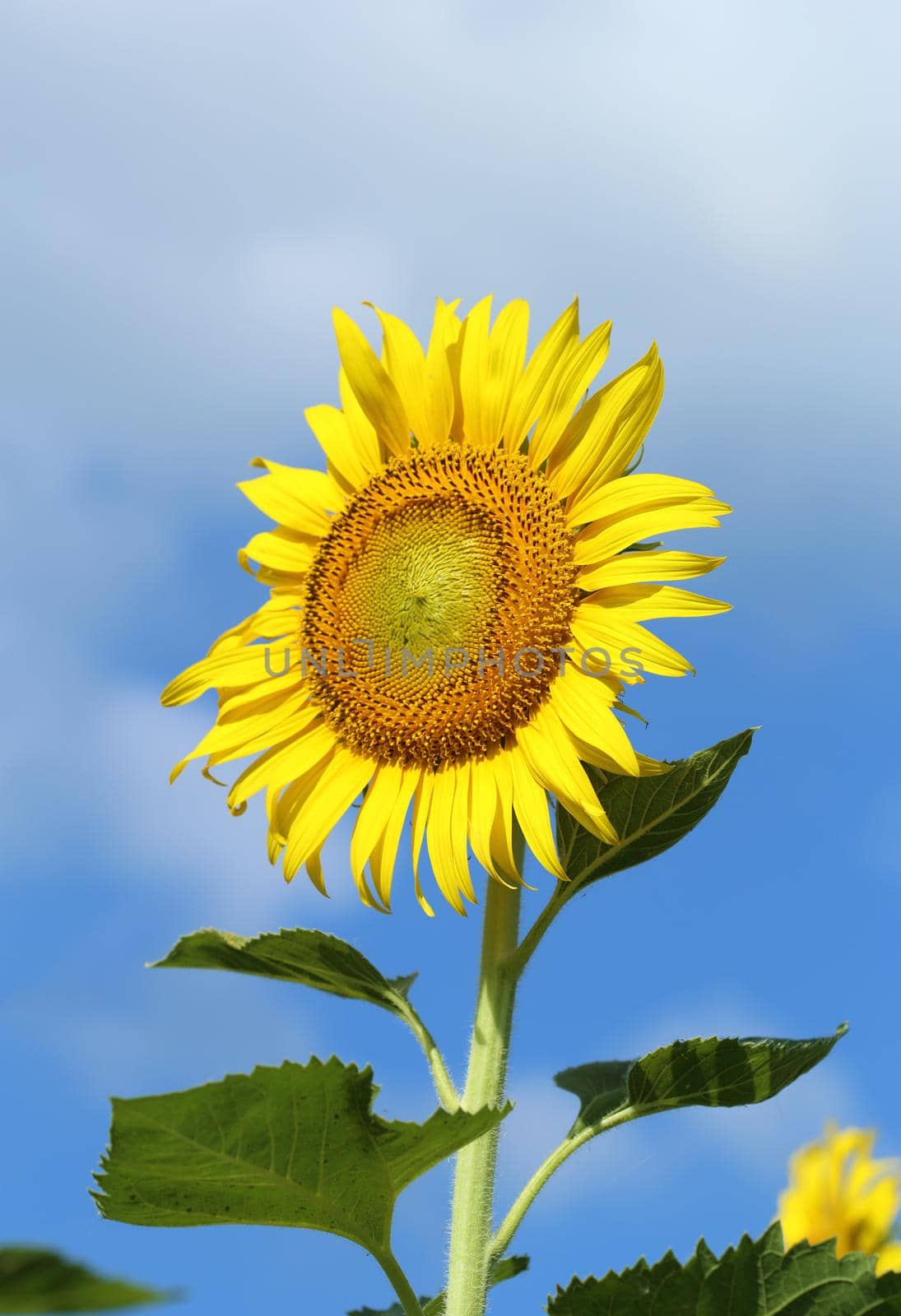 sunflower with the blue sky by geargodz