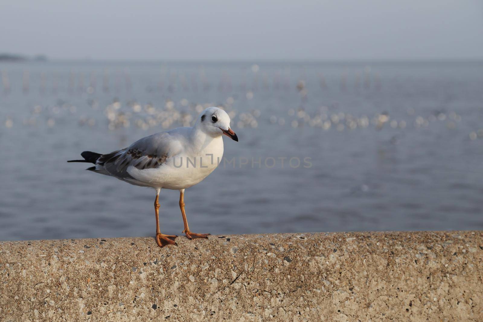 Seagull resting by geargodz