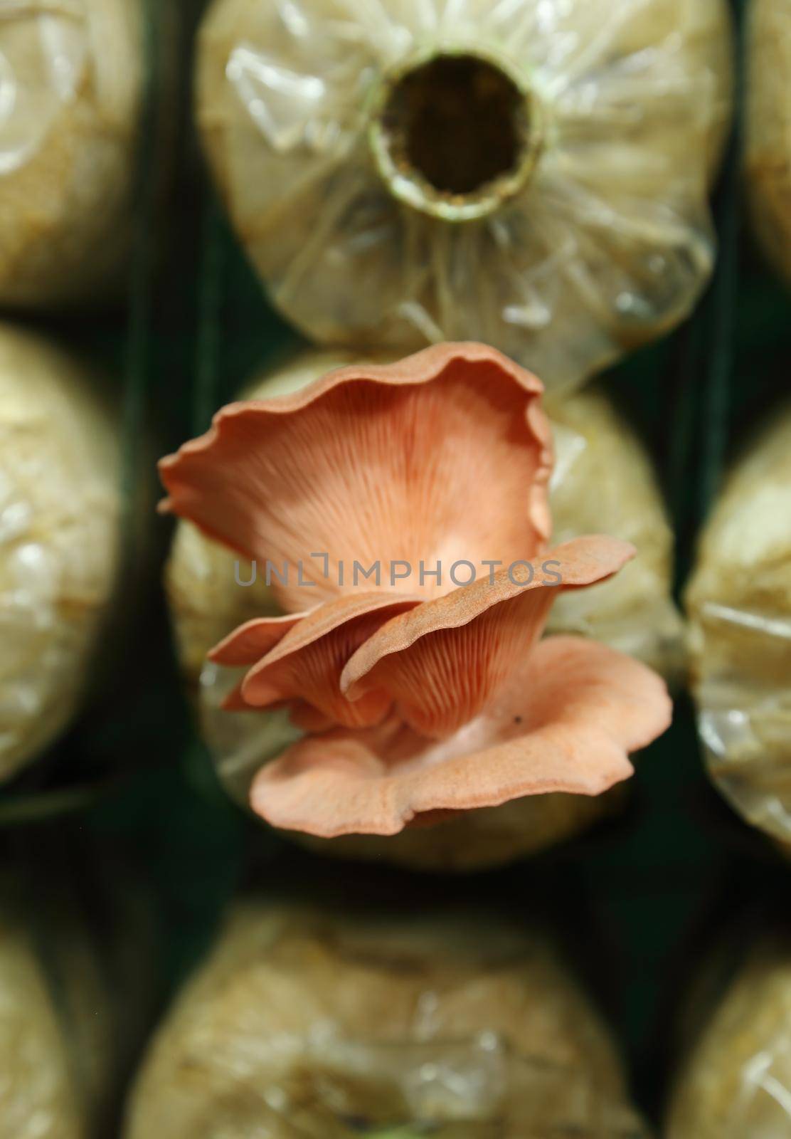 Pink oyster mushroom (Pleurotus djamor) on spawn bags by geargodz