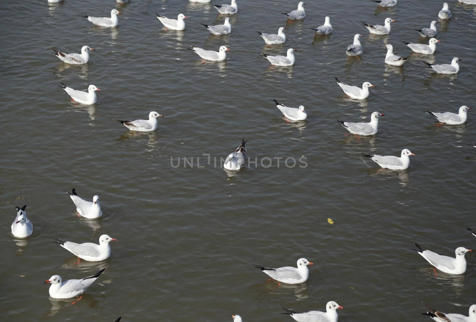 Seagull swimming on the sea at Bang Pu beach, Thailand