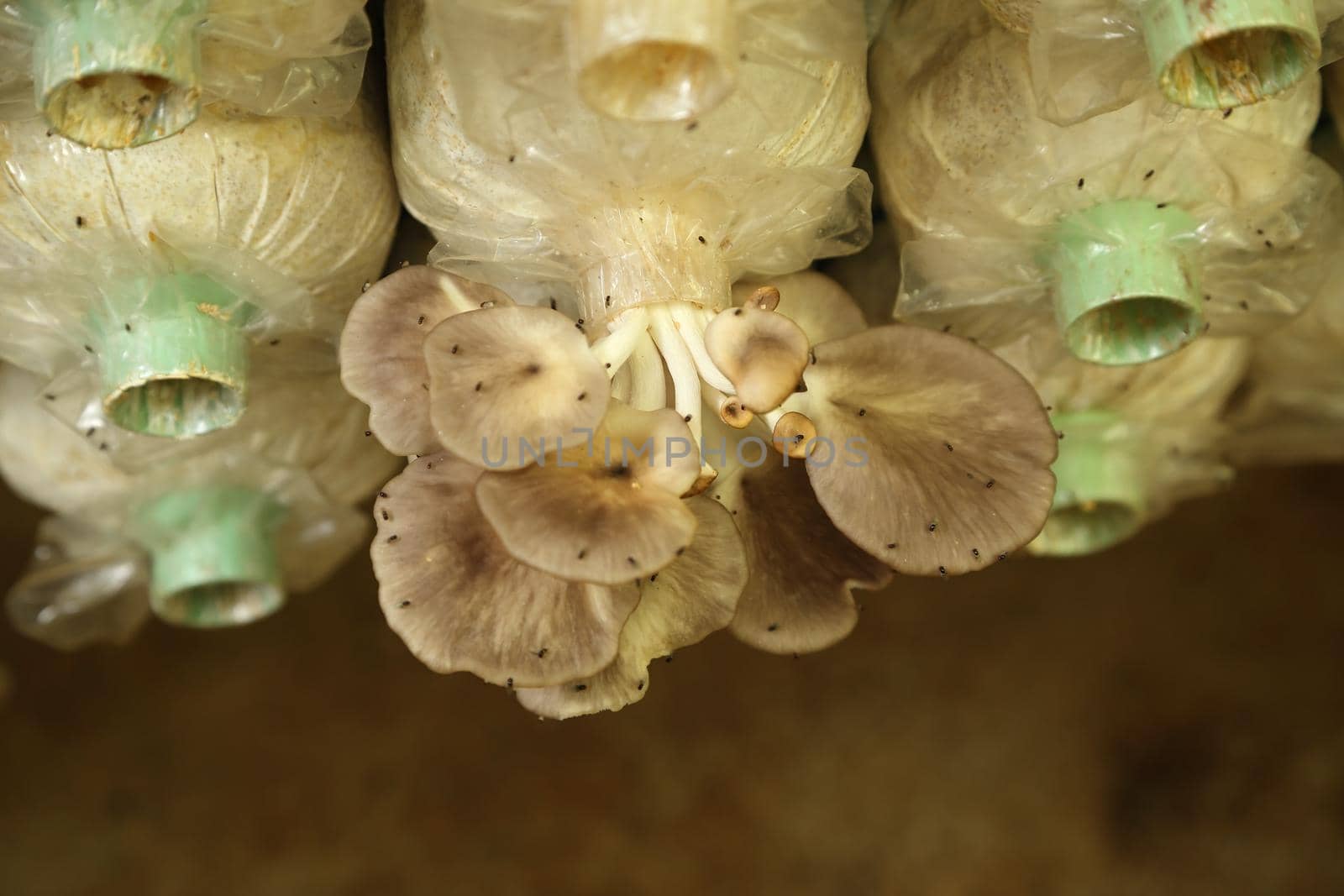 Sarjor-caju Mushroom (Pleurotus sajor-caju) growing in a farm