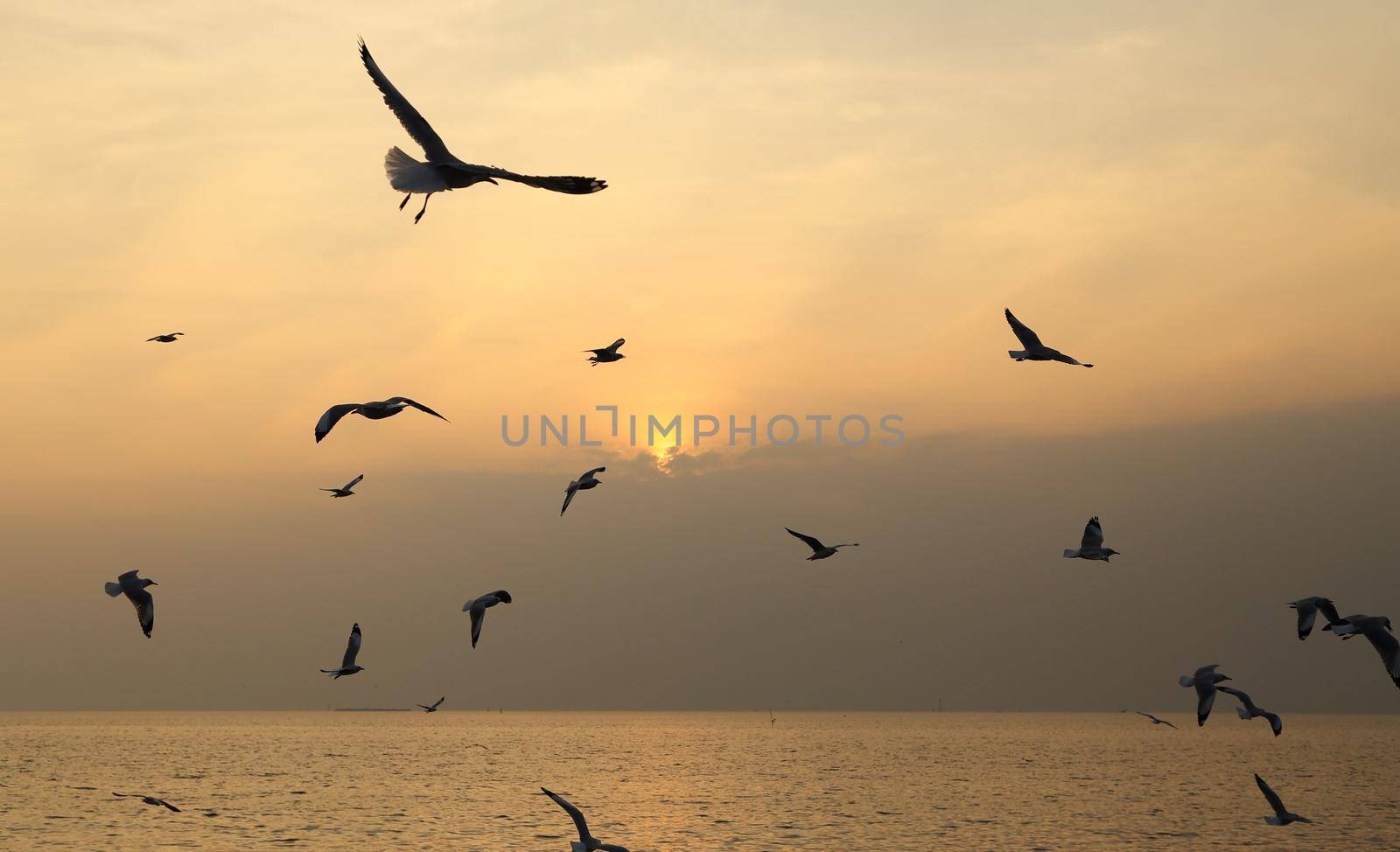 Seagull with sunset at Bang Pu beach, Thailand