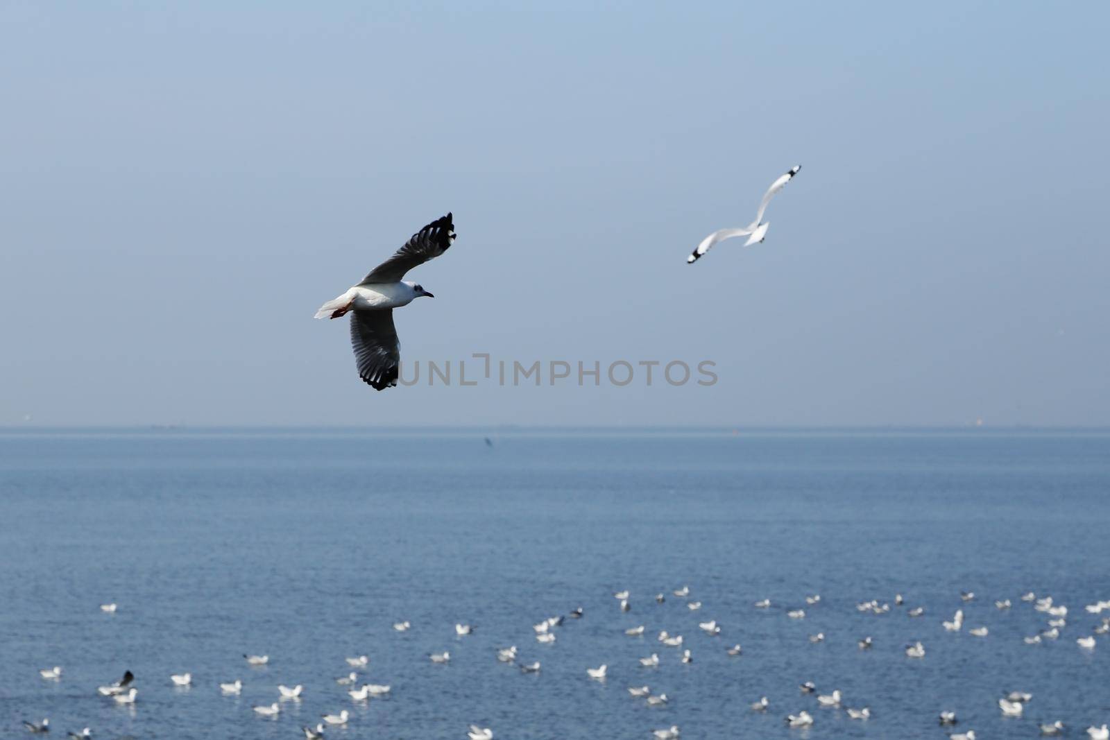 Seagull flying under the sky at Bang Pu beach, Thailand