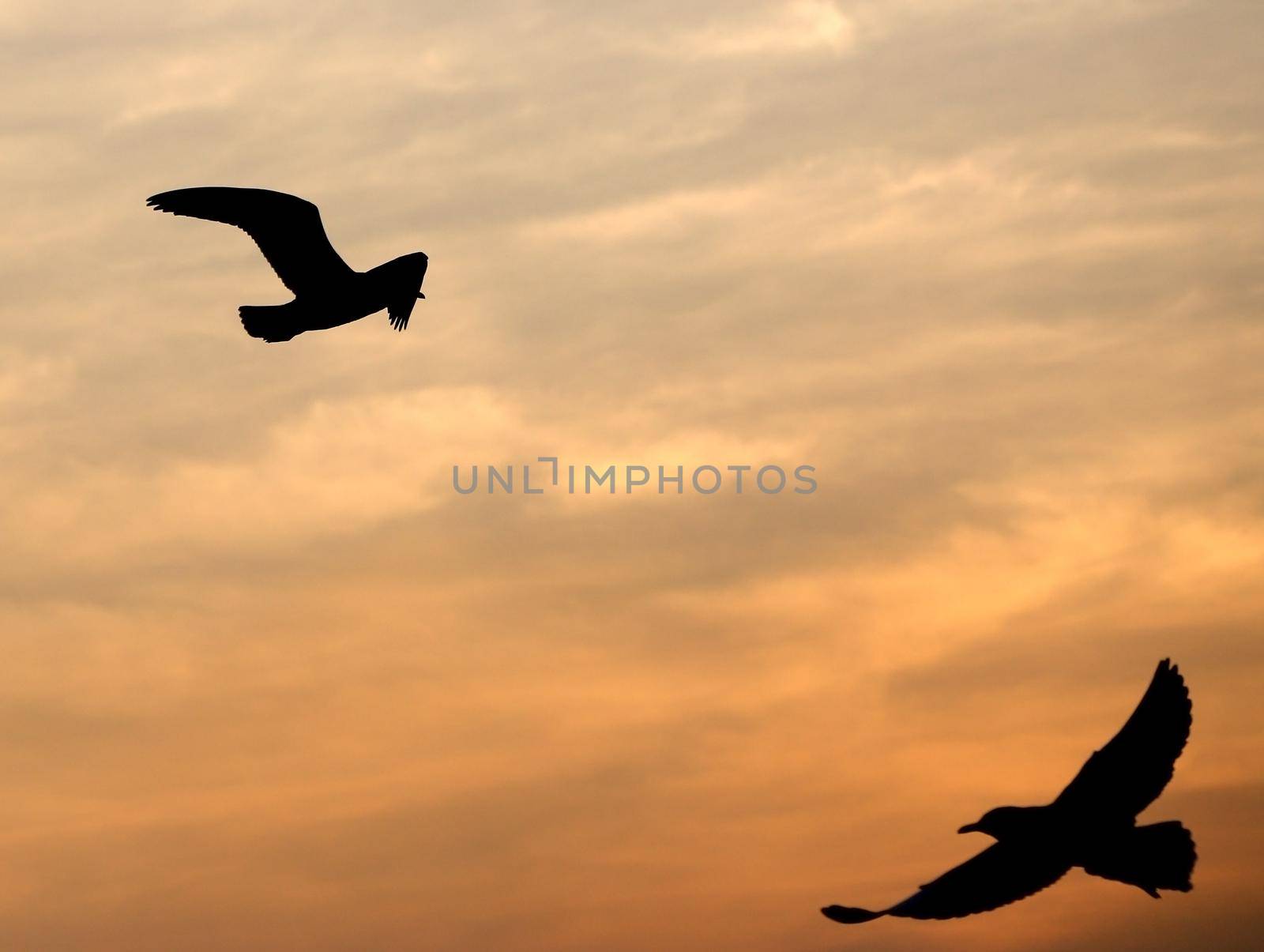 Seagull with sunset at Bang Pu beach by geargodz