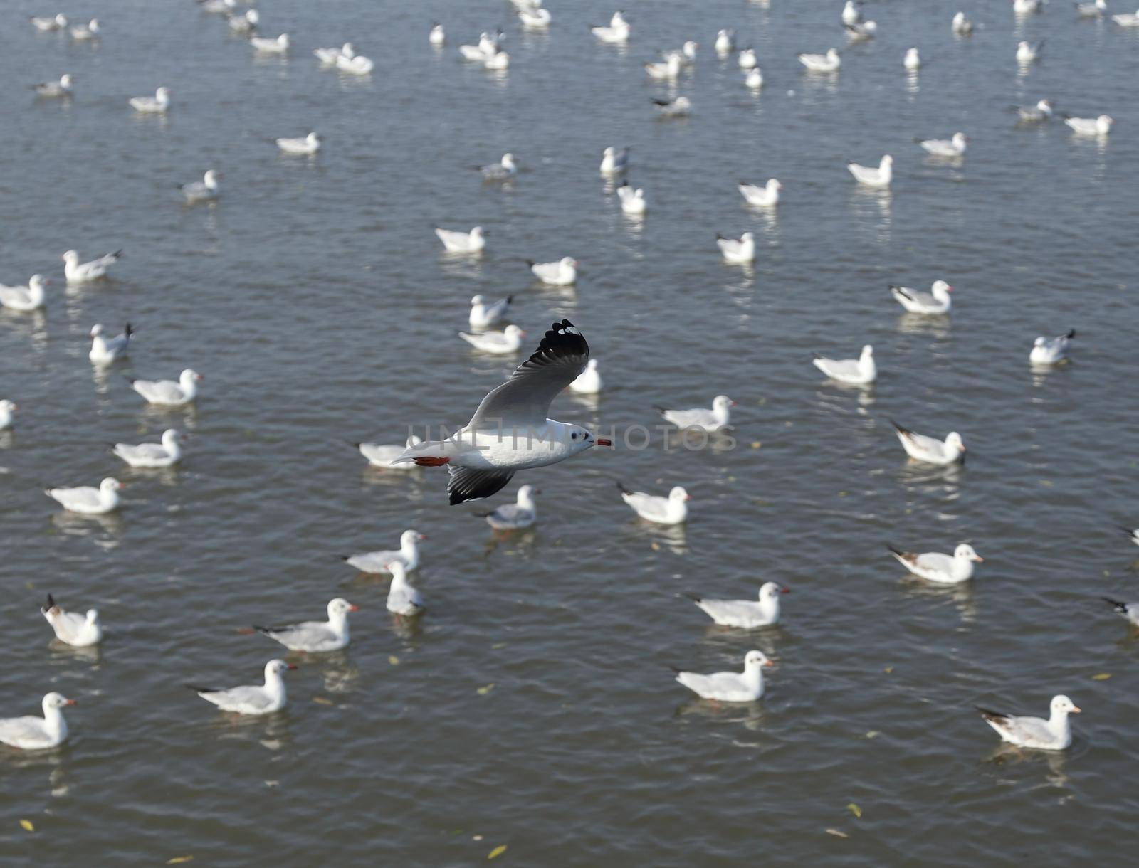 Seagull flying at Bang Pu beach by geargodz