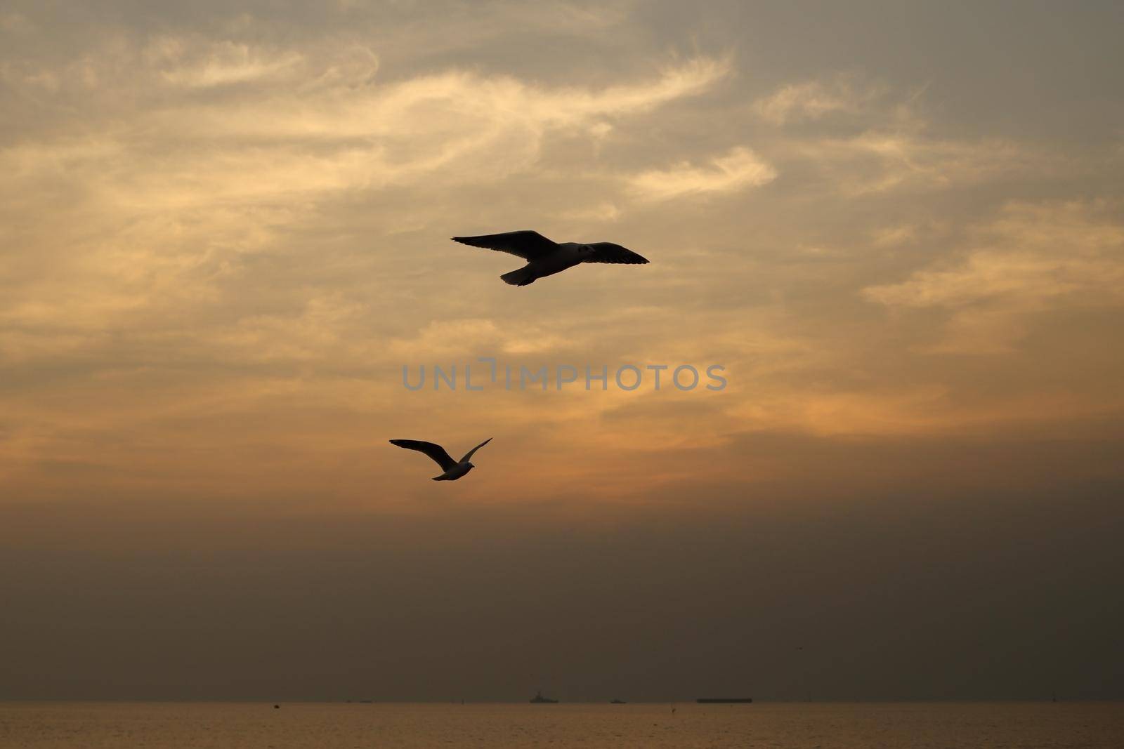 Seagull with sunset at Bang Pu beach, Thailand