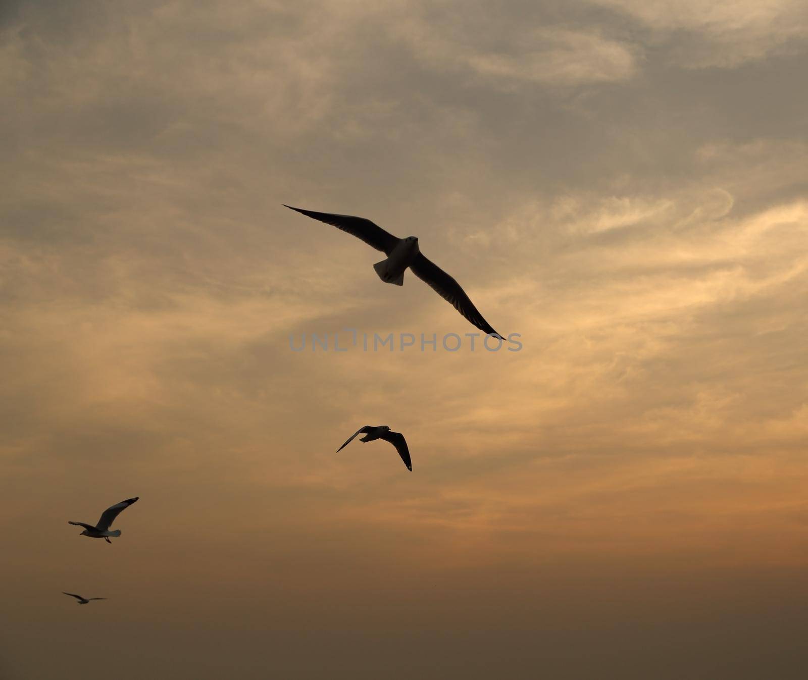 Seagull with sunset at Bang Pu beach, Thailand