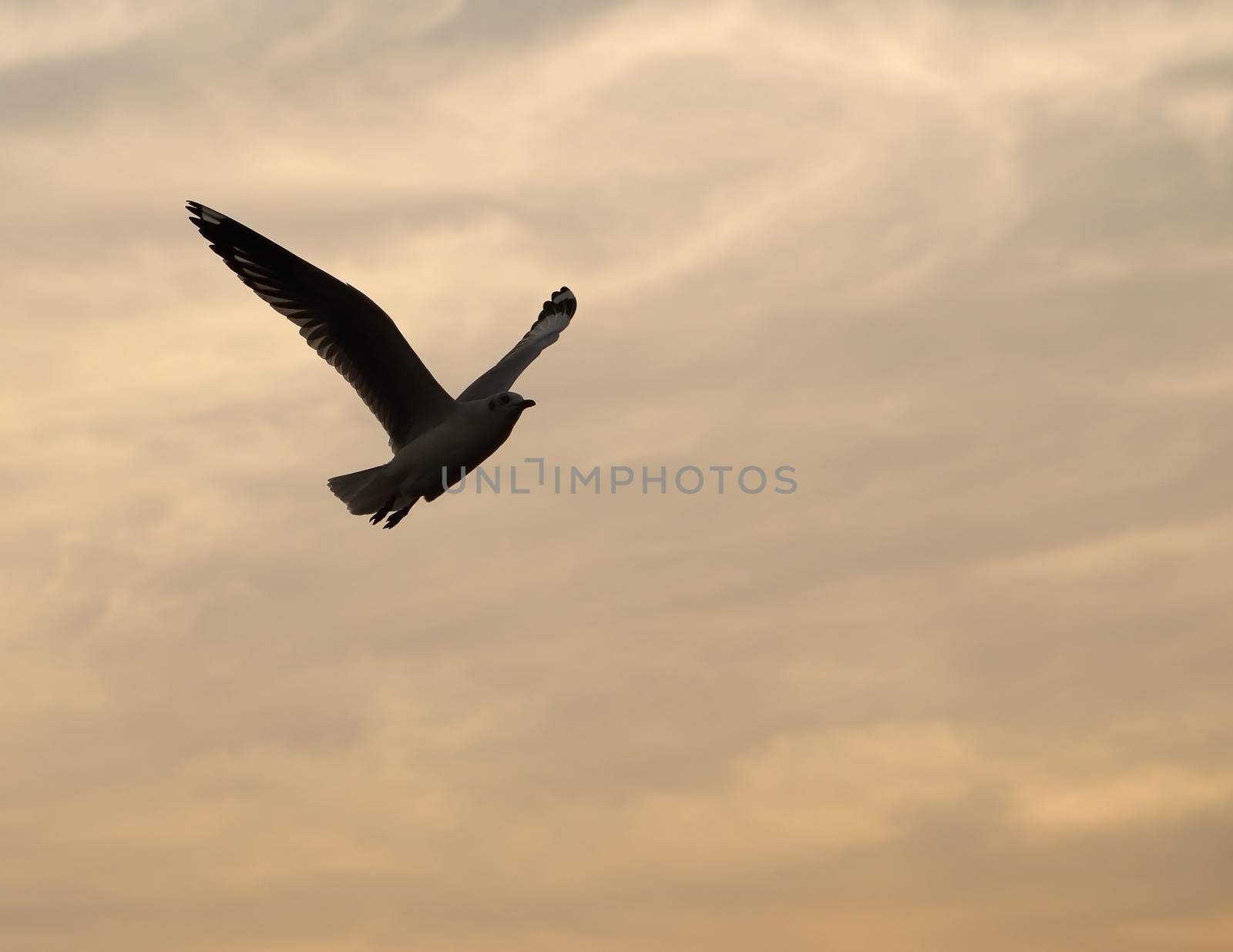 Seagull with sunset at Bang Pu beach by geargodz