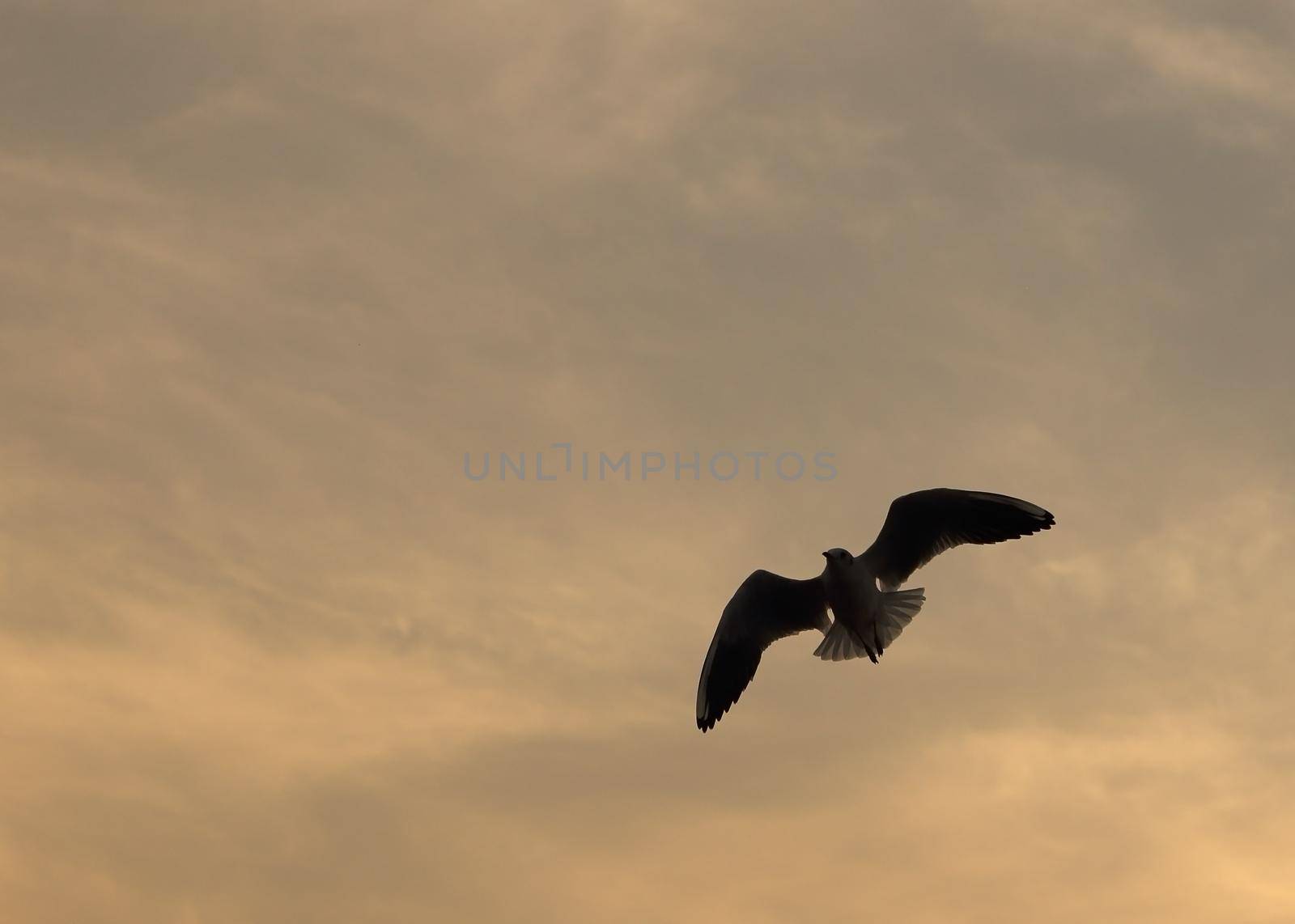 Seagull with sunset at Bang Pu beach, Thailand