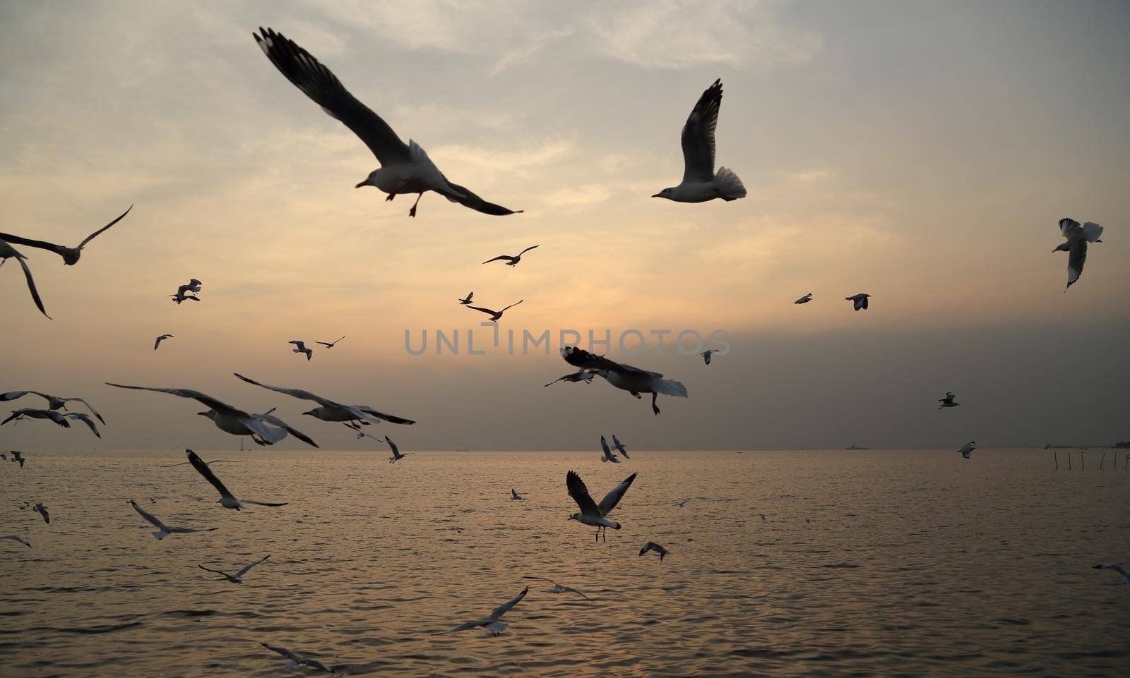 Seagull with sunset at Bang Pu beach, Thailand