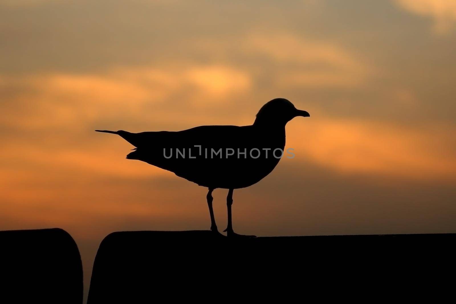 Seagull with sunset at Bang Pu beach, Thailand