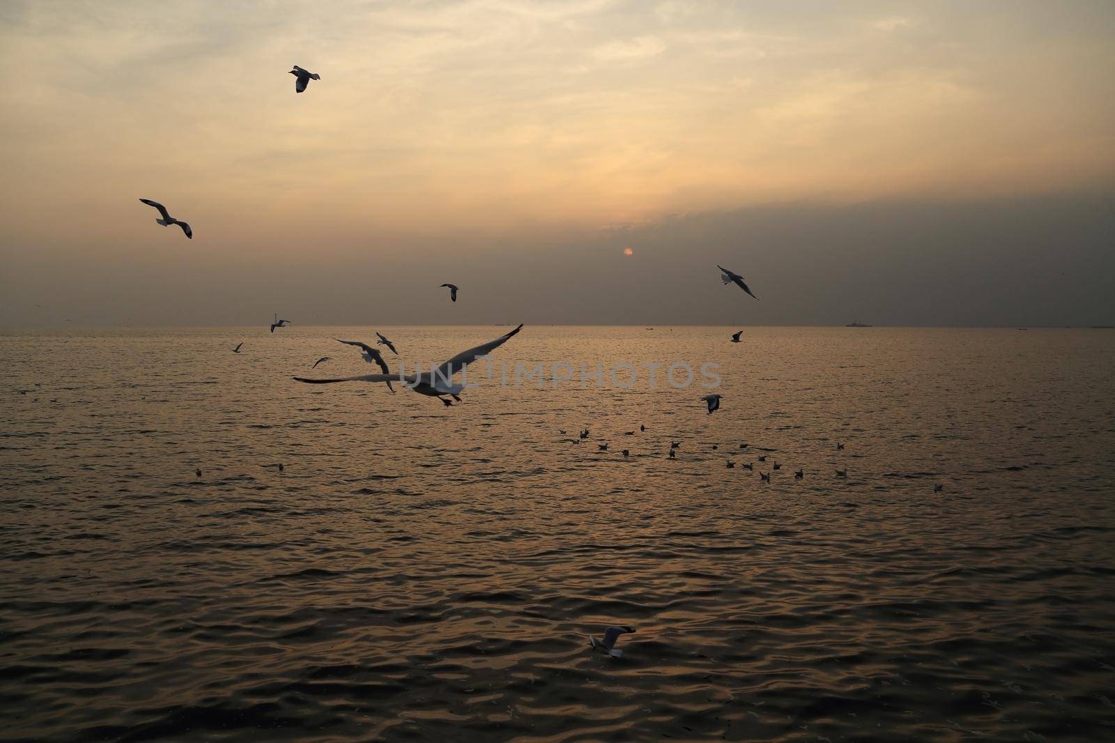 Seagull with sunset at Bang Pu beach, Thailand