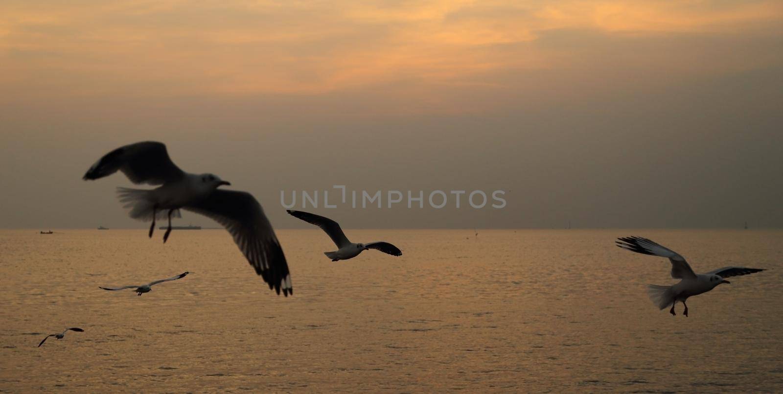 Seagull with sunset at Bang Pu beach, Thailand