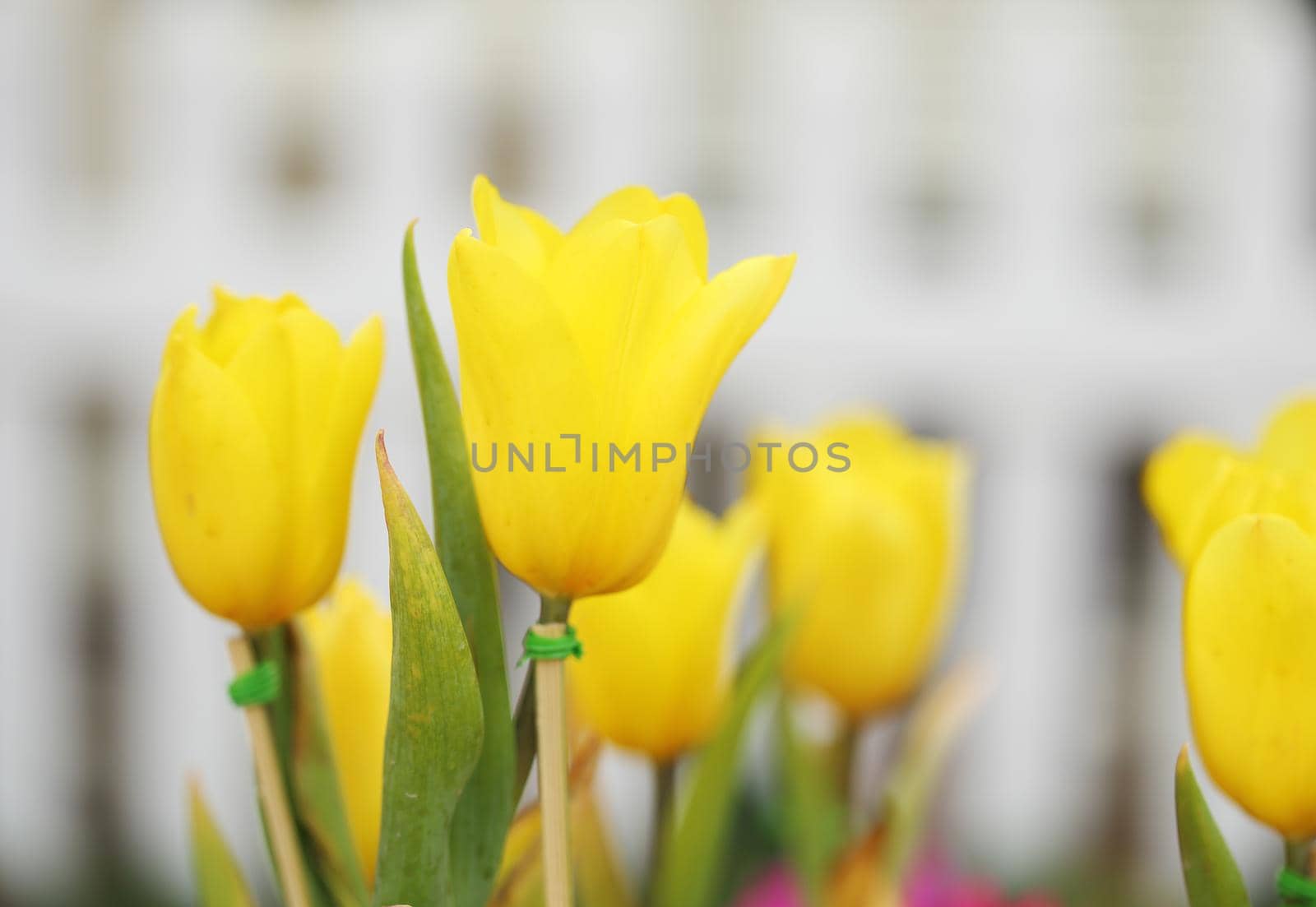 beautiful yellow tulip in the garden