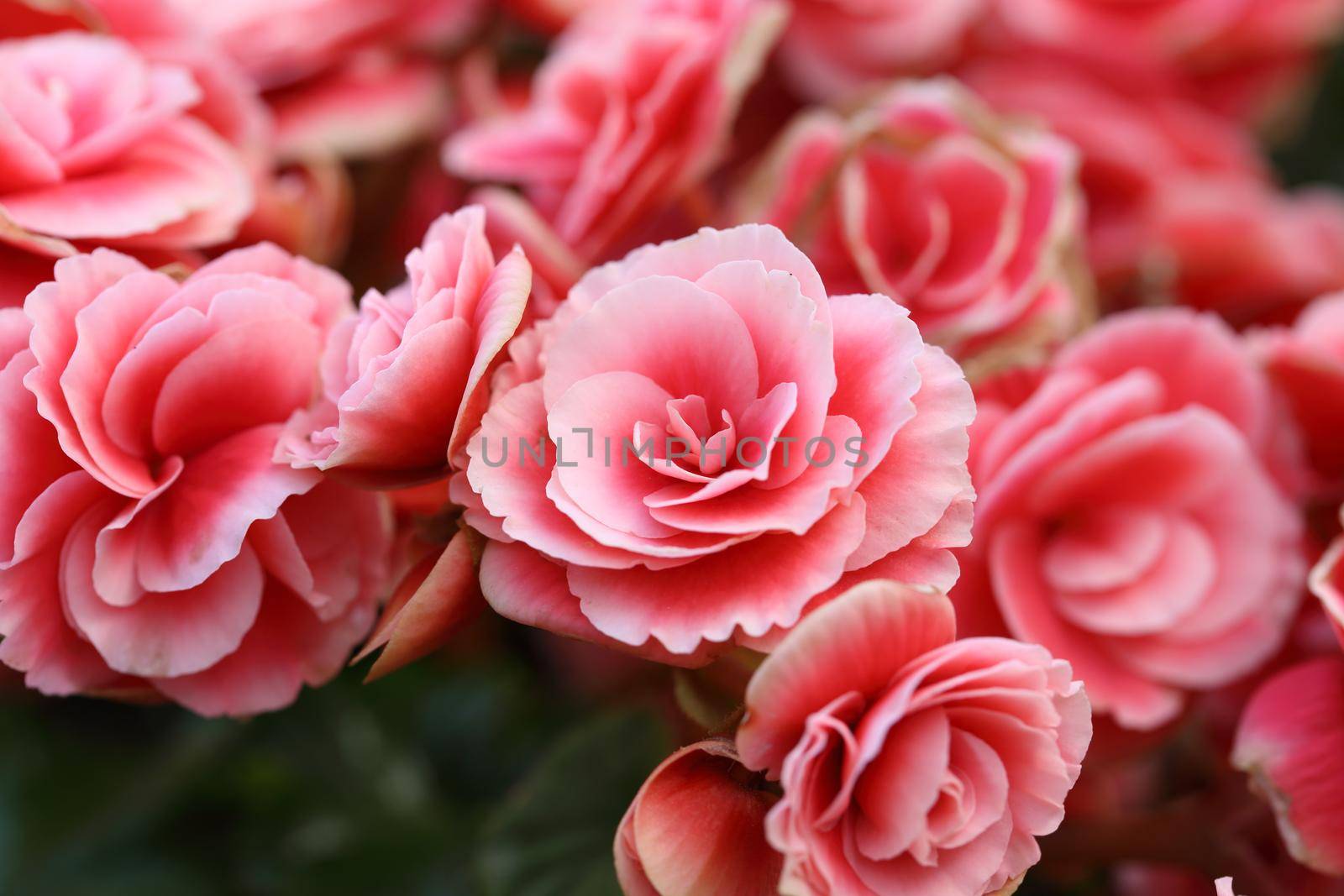 pink begonia flower blooming in the garden