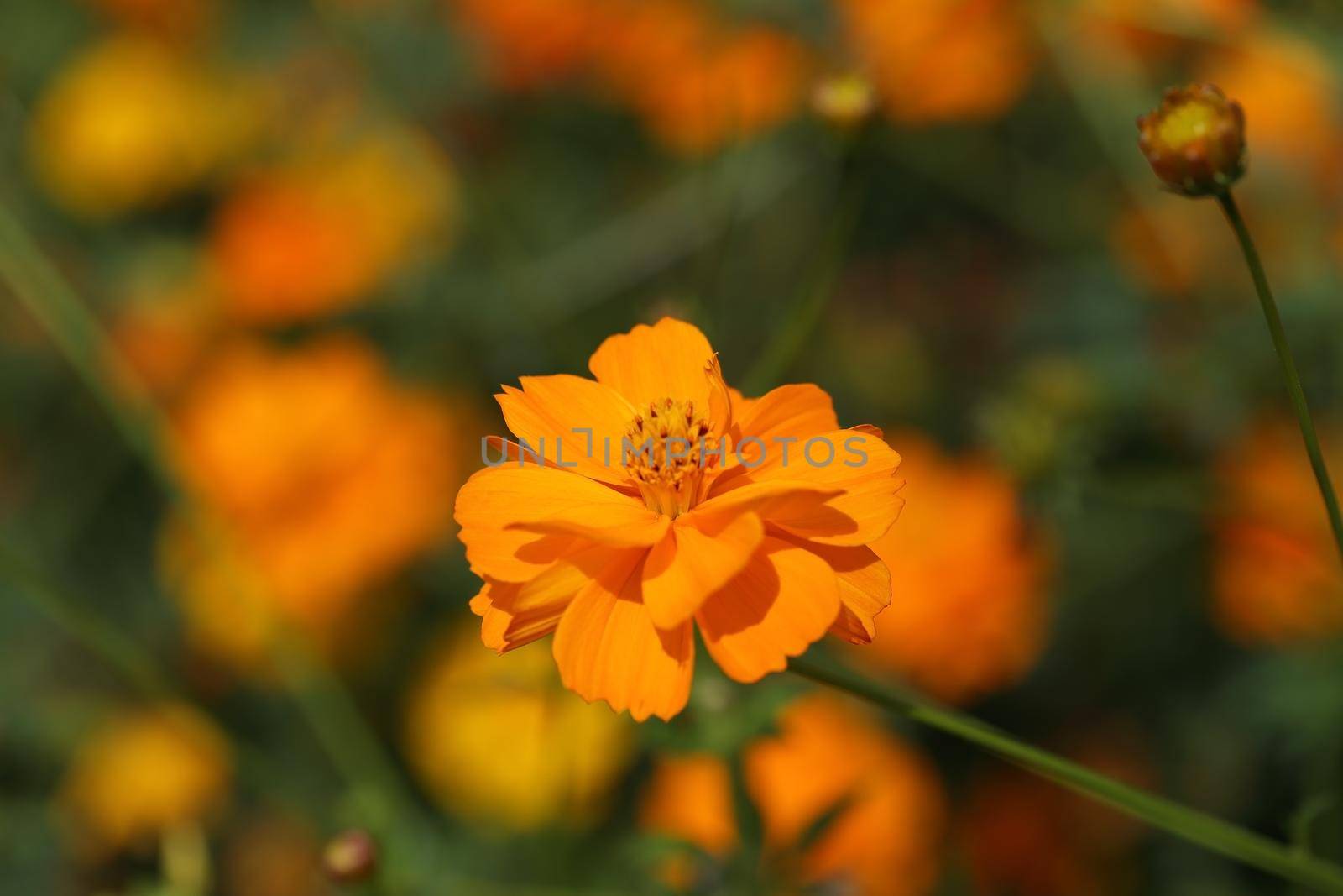 beautiful orange cosmos flower in the garden