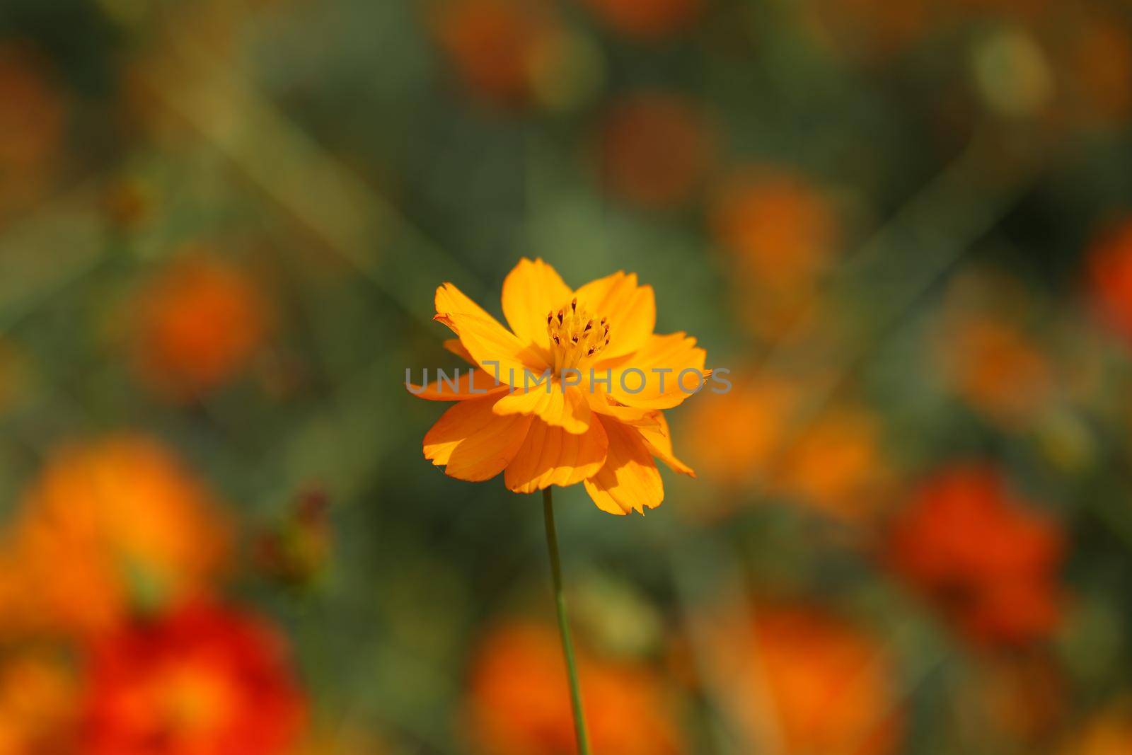 beautiful orange cosmos flower in the garden