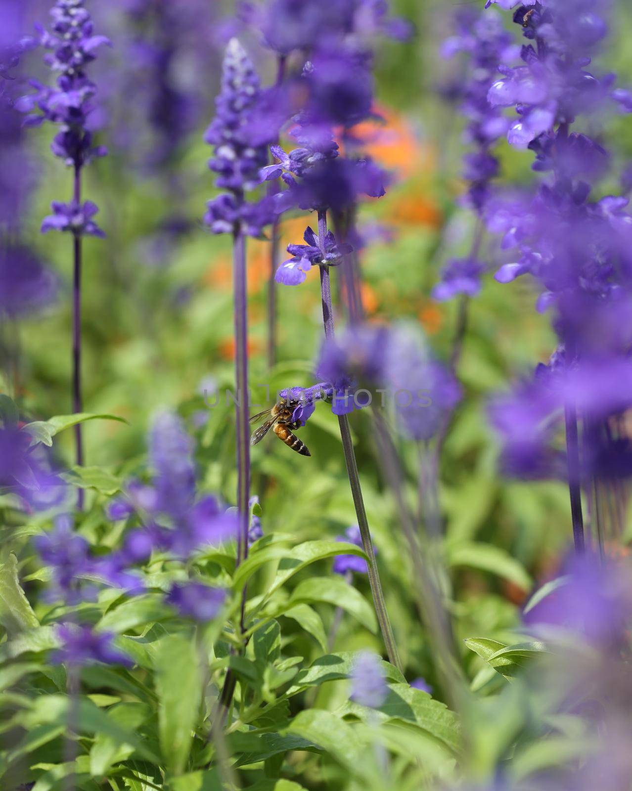 Lavender flower with bee in the garden