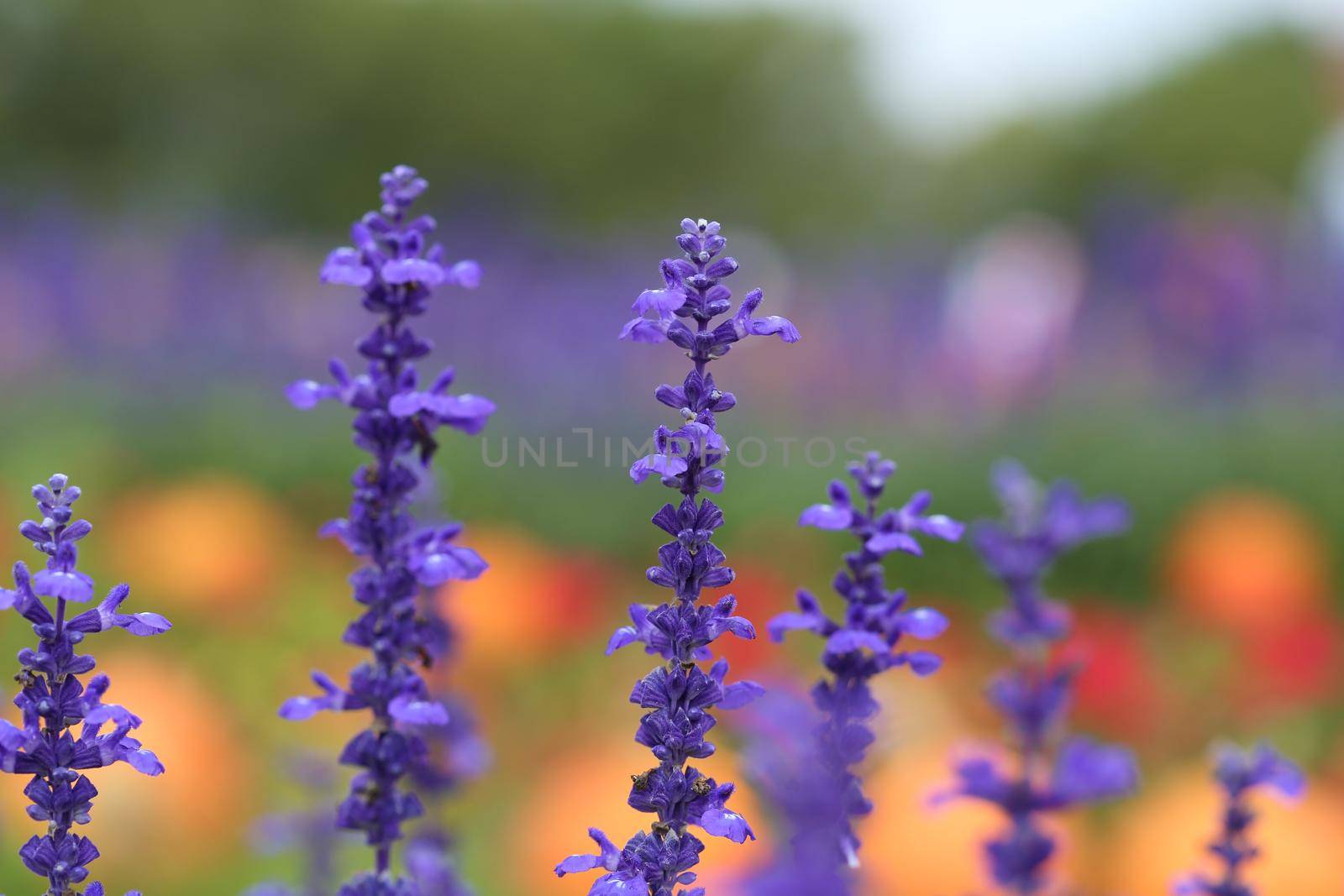 Lavender Flower in the garden