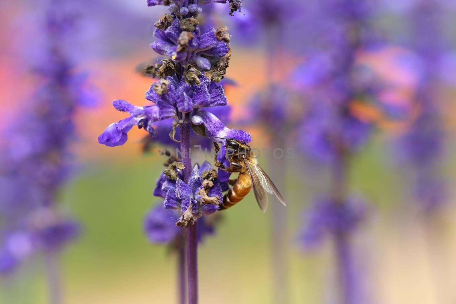 Lavender flower with bee by geargodz