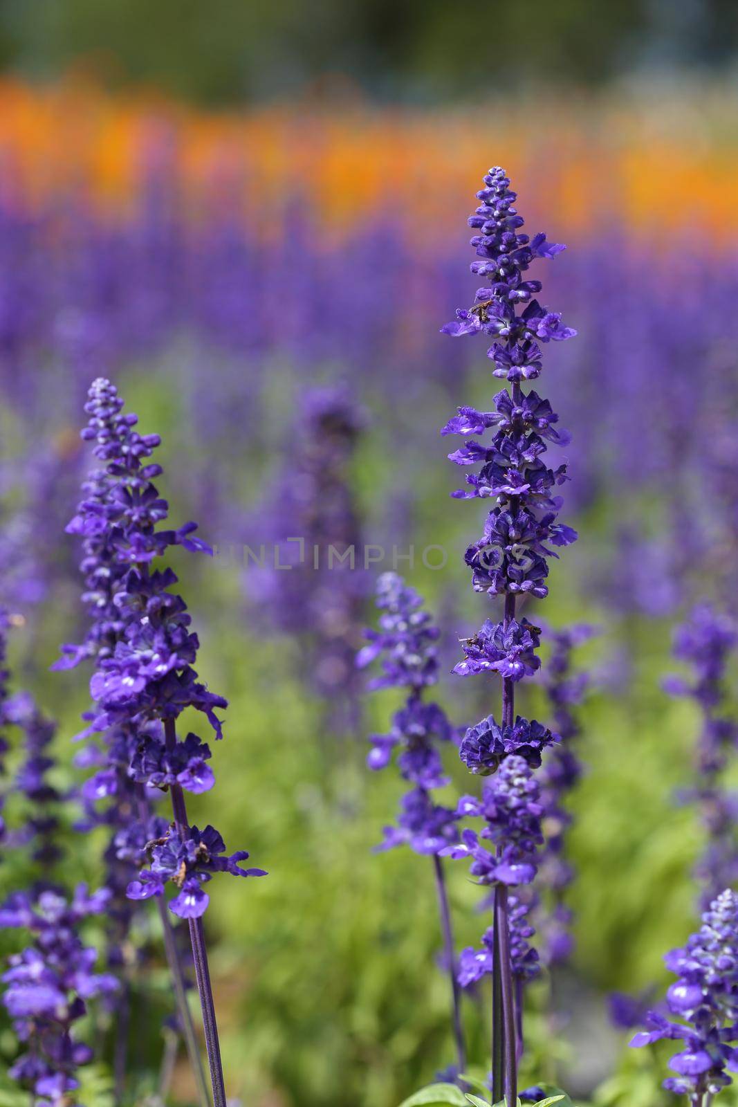 Lavender Flower in the garden