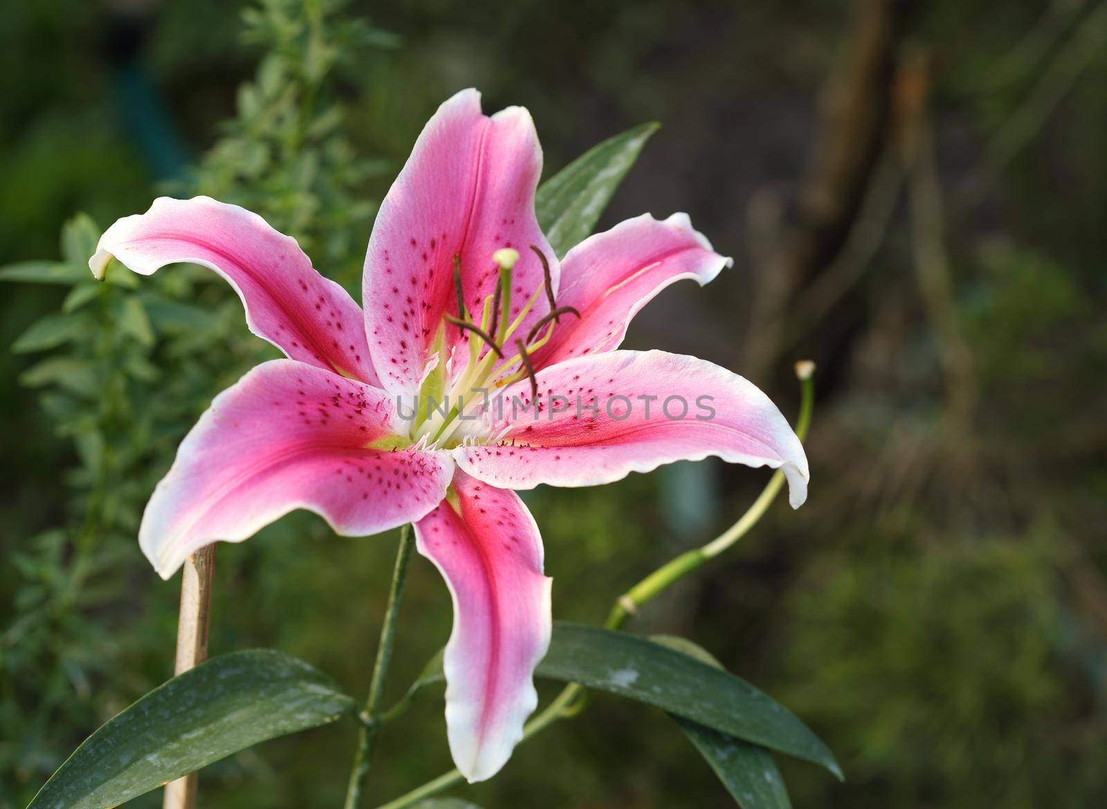 Lily flower with white-pink petals in the garden