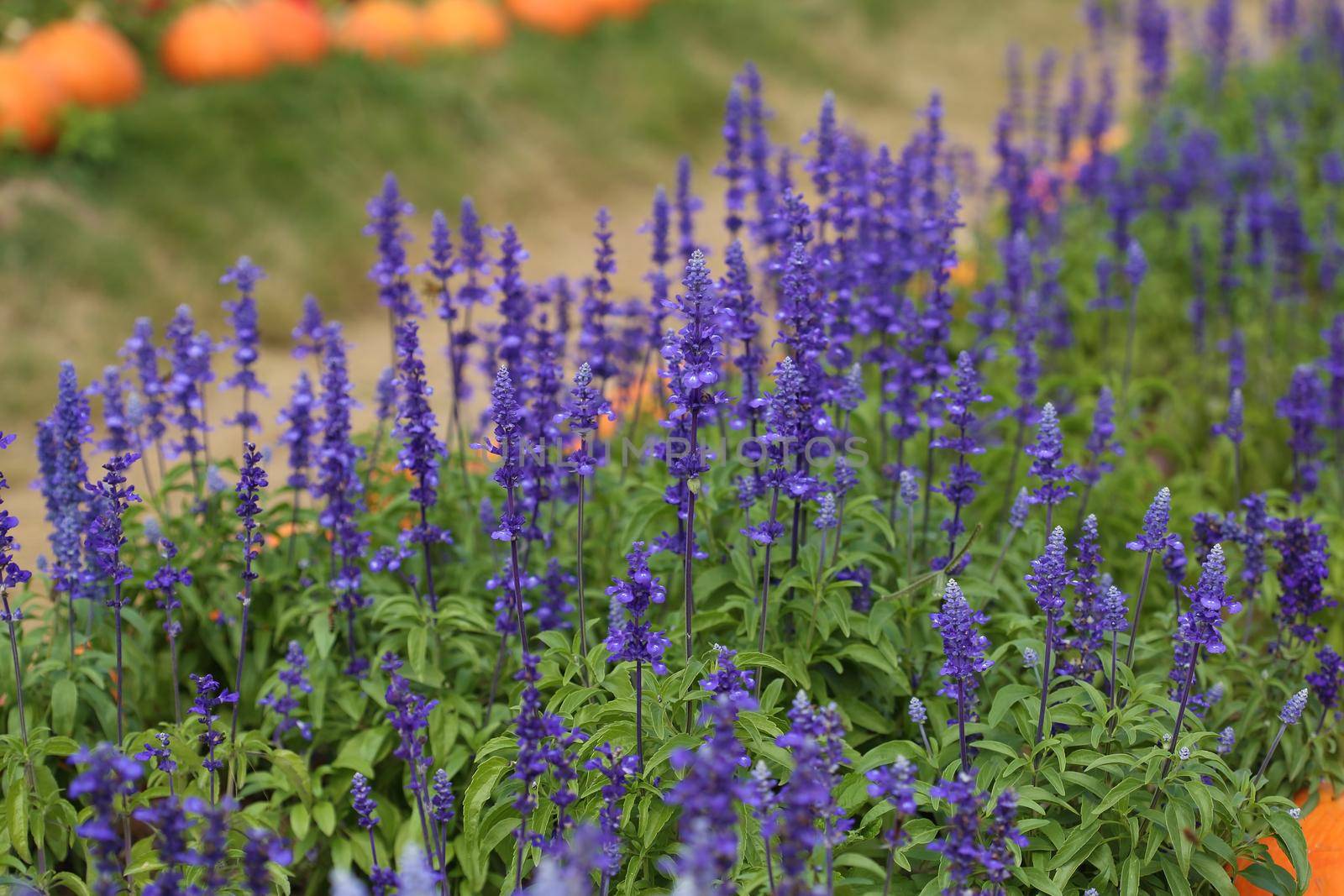 Lavender Flower in the garden