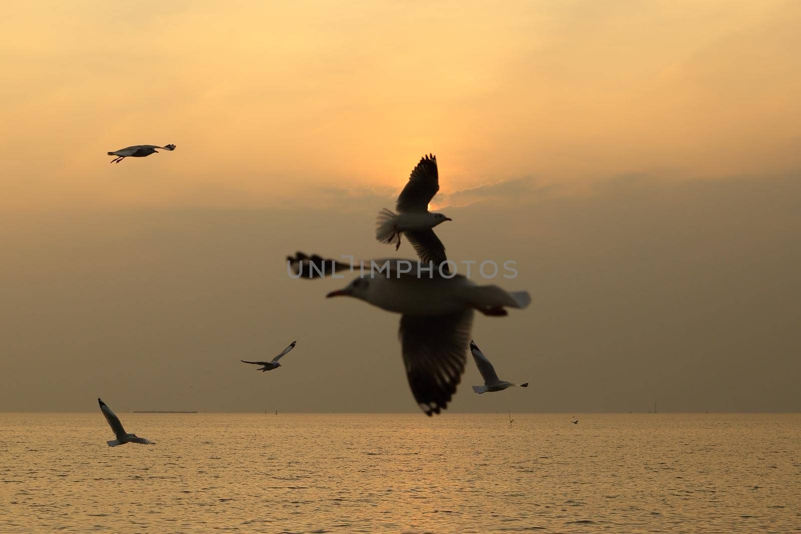 Seagull with sunset at Bang Pu beach, Thailand