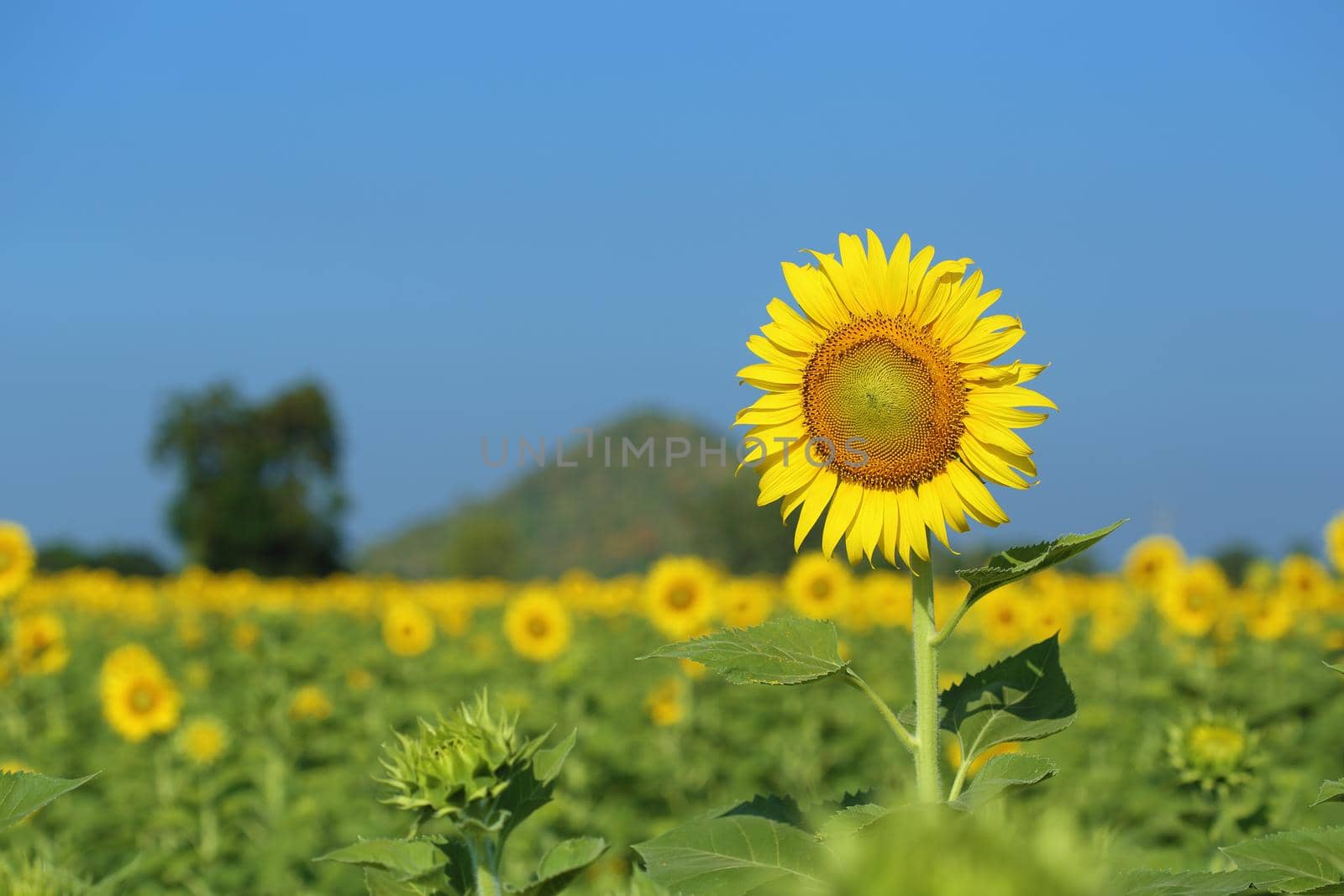 sunflower in field with the blue sky