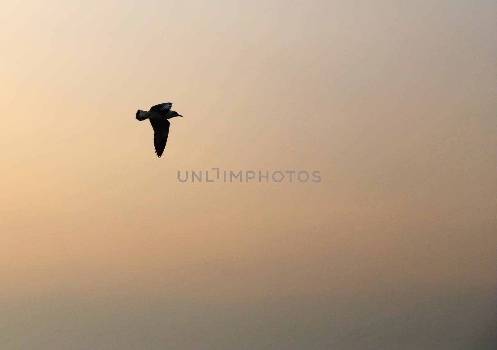 Seagull with sunset at Bang Pu beach, Thailand