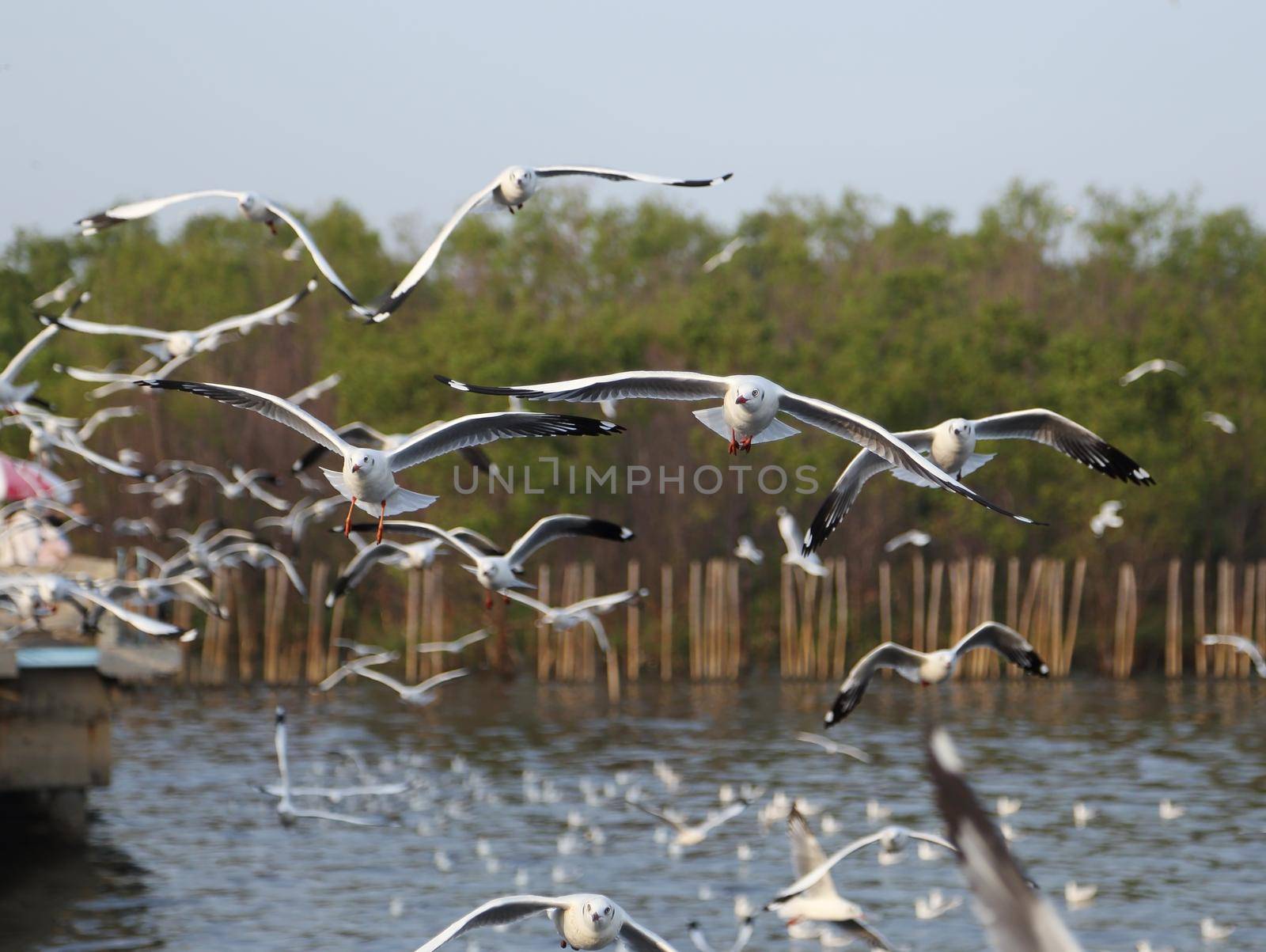 Seagull flying at Bang Pu beach, Thailand