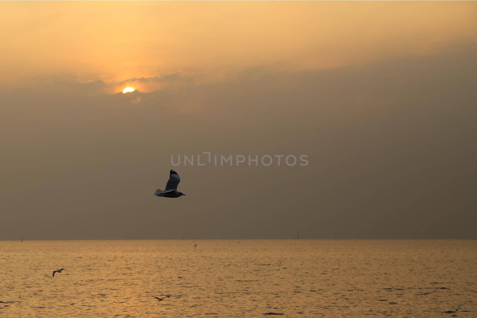 Seagull with sunset at Bang Pu beach, Thailand