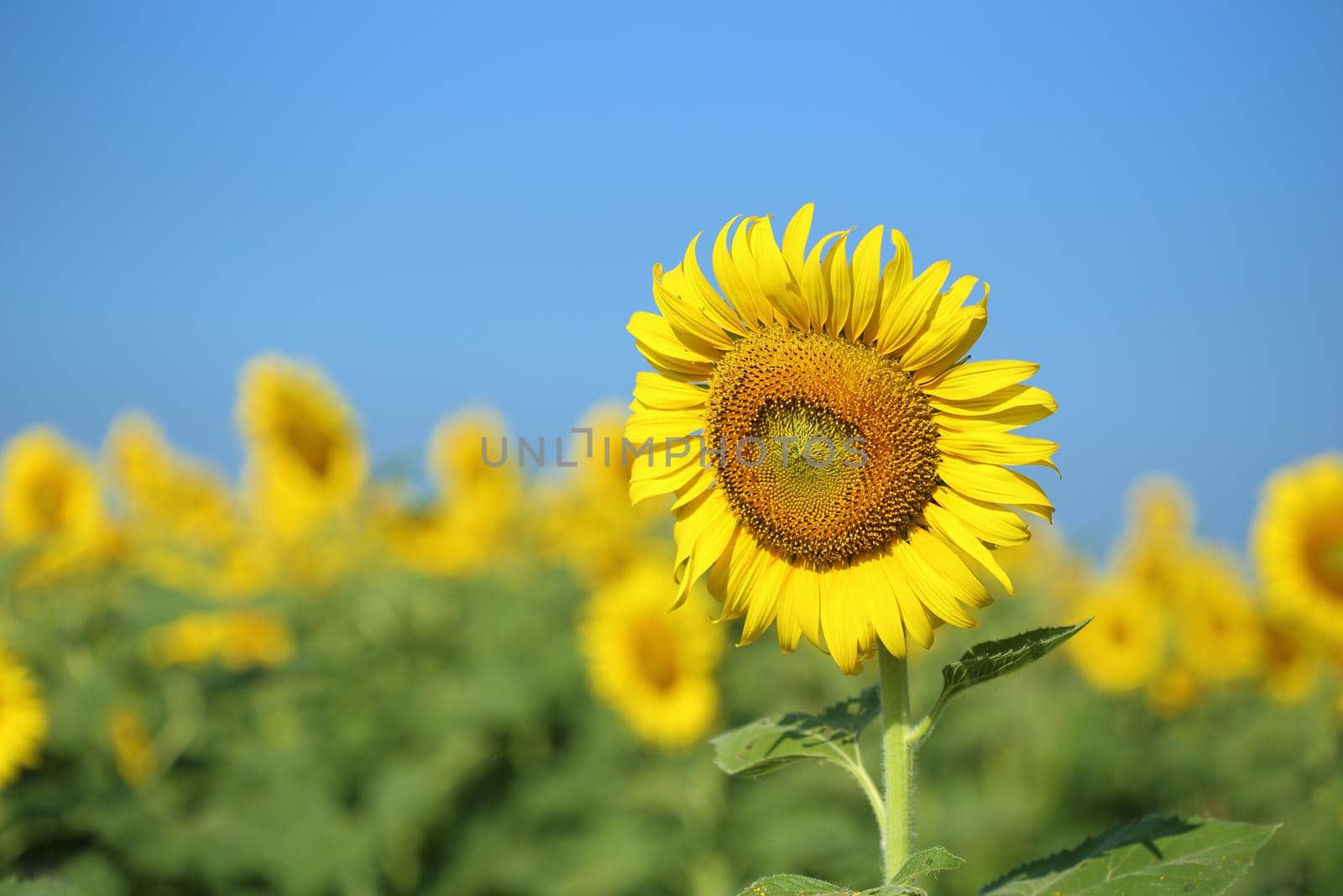 sunflower in field with the blue sky