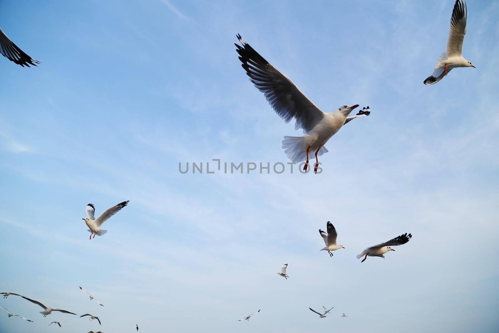 Seagull flying under the sky by geargodz