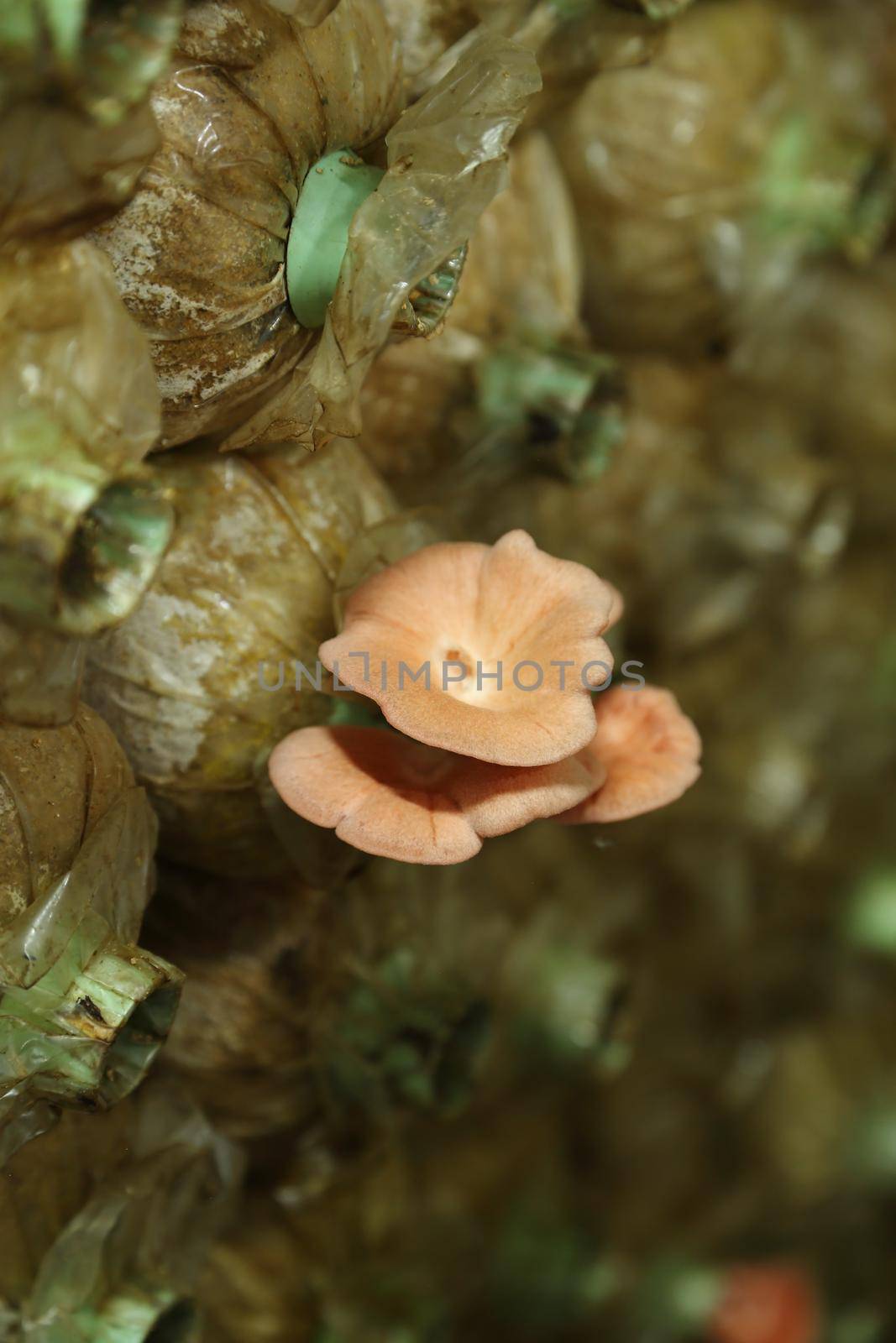 Pink oyster mushroom (Pleurotus djamor) on spawn bags growing in a farm