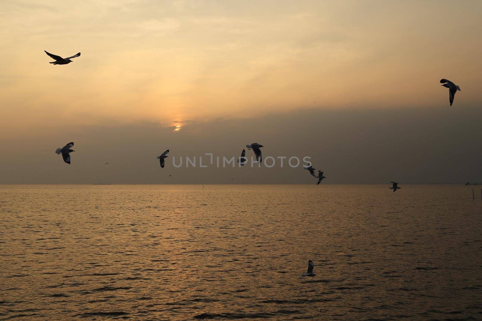 Seagull with sunset by geargodz