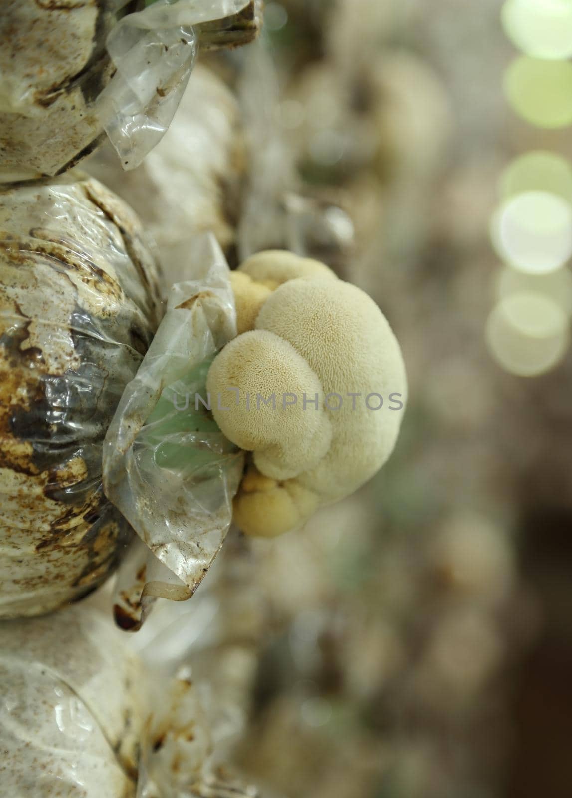 Monkey head mushroom (Yamabushitake mushroom) on spawn bags growing in a farm