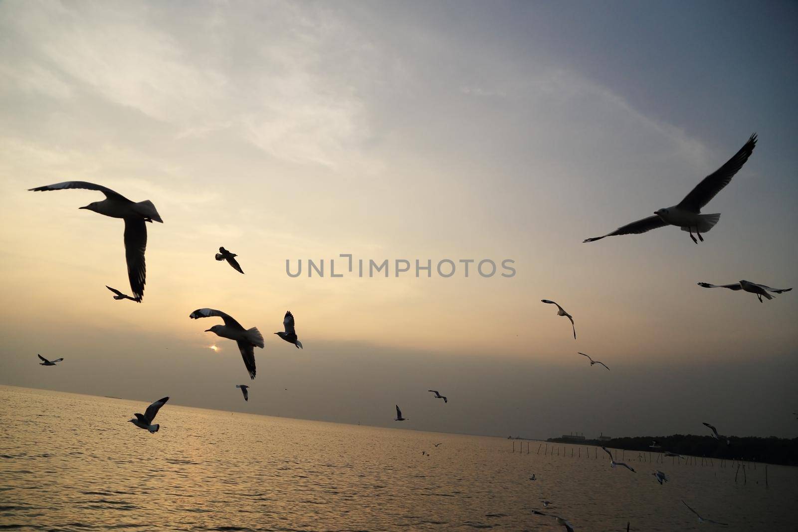 Seagull with sunset at Bang Pu beach, Thailand