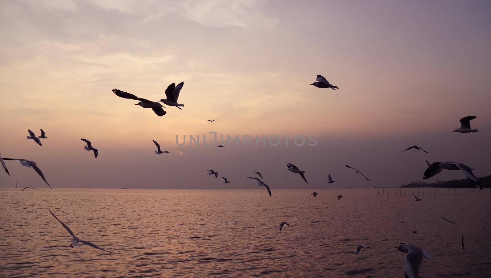 Seagull with sunset at Bang Pu beach, Thailand